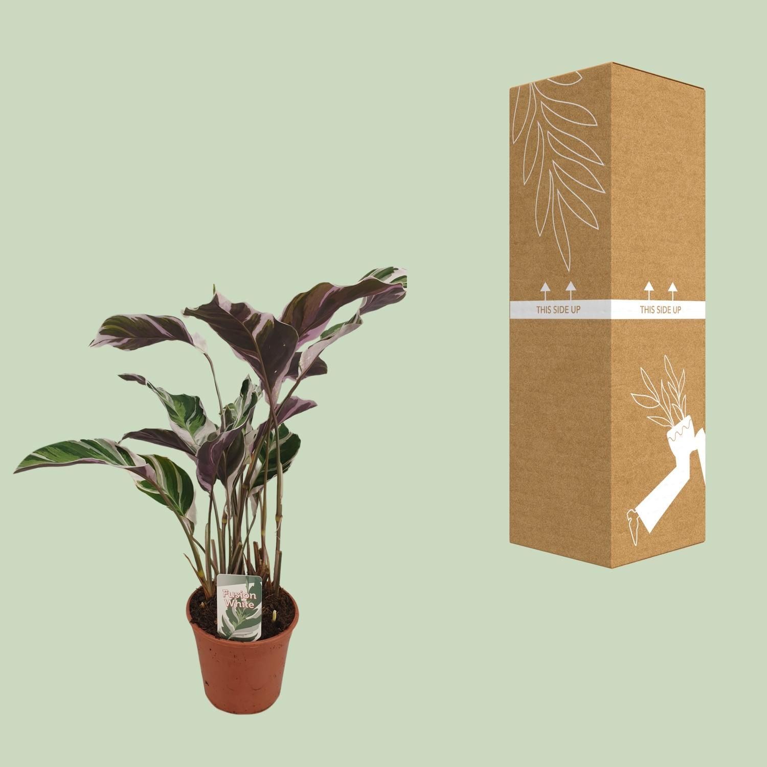 Calathea Fusion White Basic Zimmerpflanze