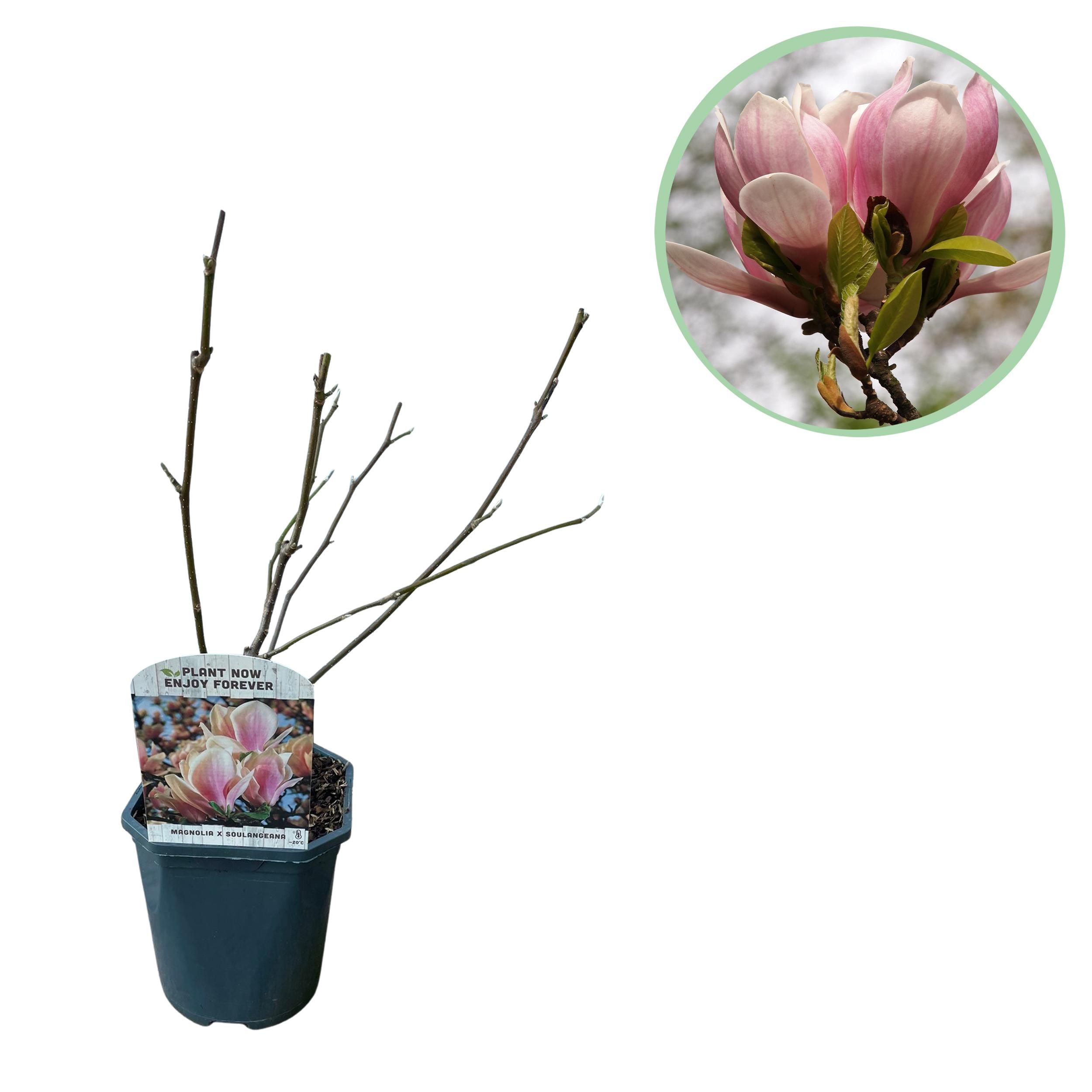 Magnolia Soulangiana Strauch – Blüten Hellrosa – Laubabwerfend – Wenig Pflege