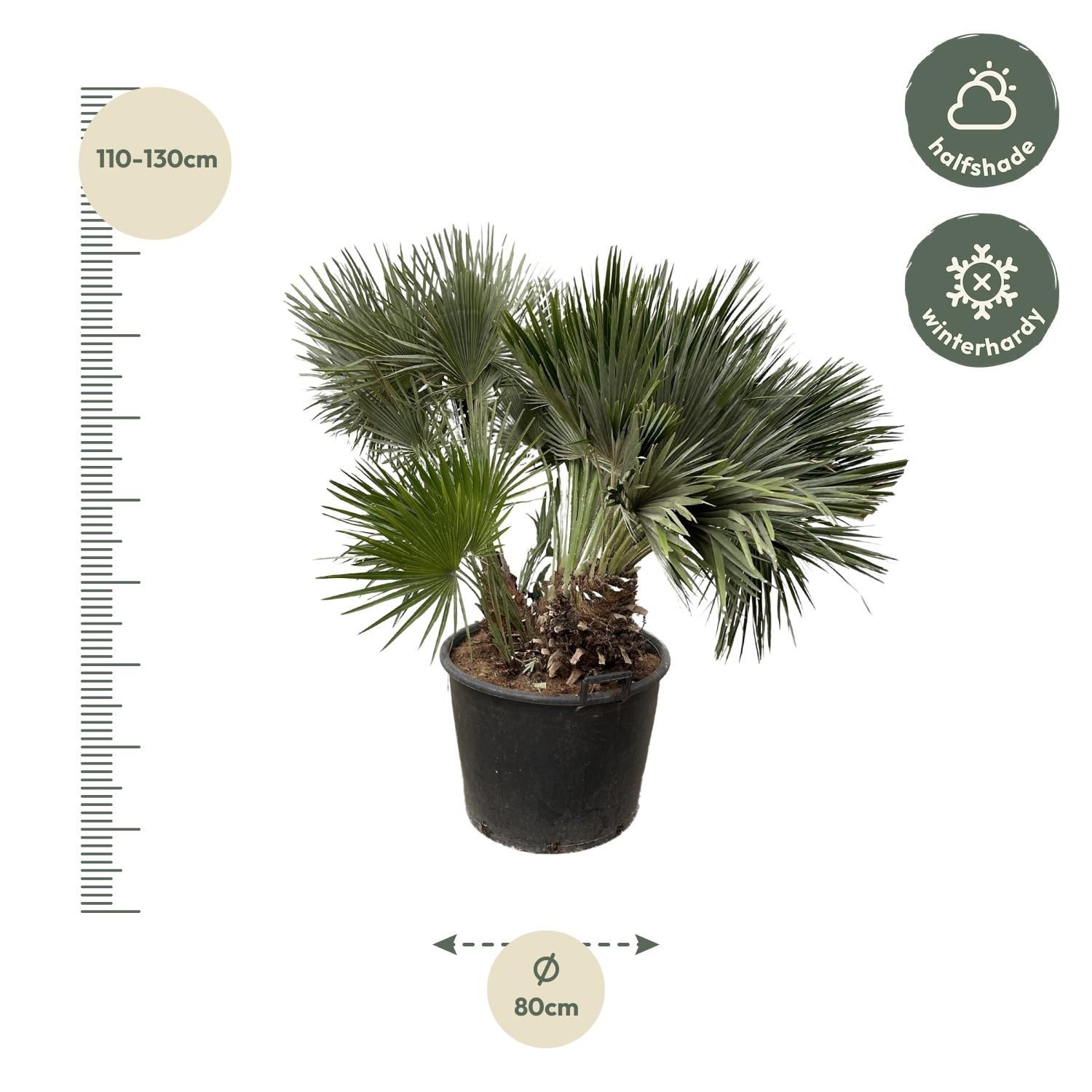 Chamaerops Humilis Zwergpalme