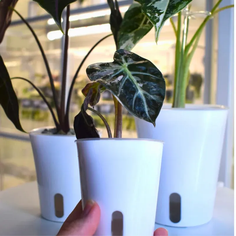 Self-watering pot with transparent insert for root control (planter colour:white, pot diameter in cm:9.5, height in cm:9.5)