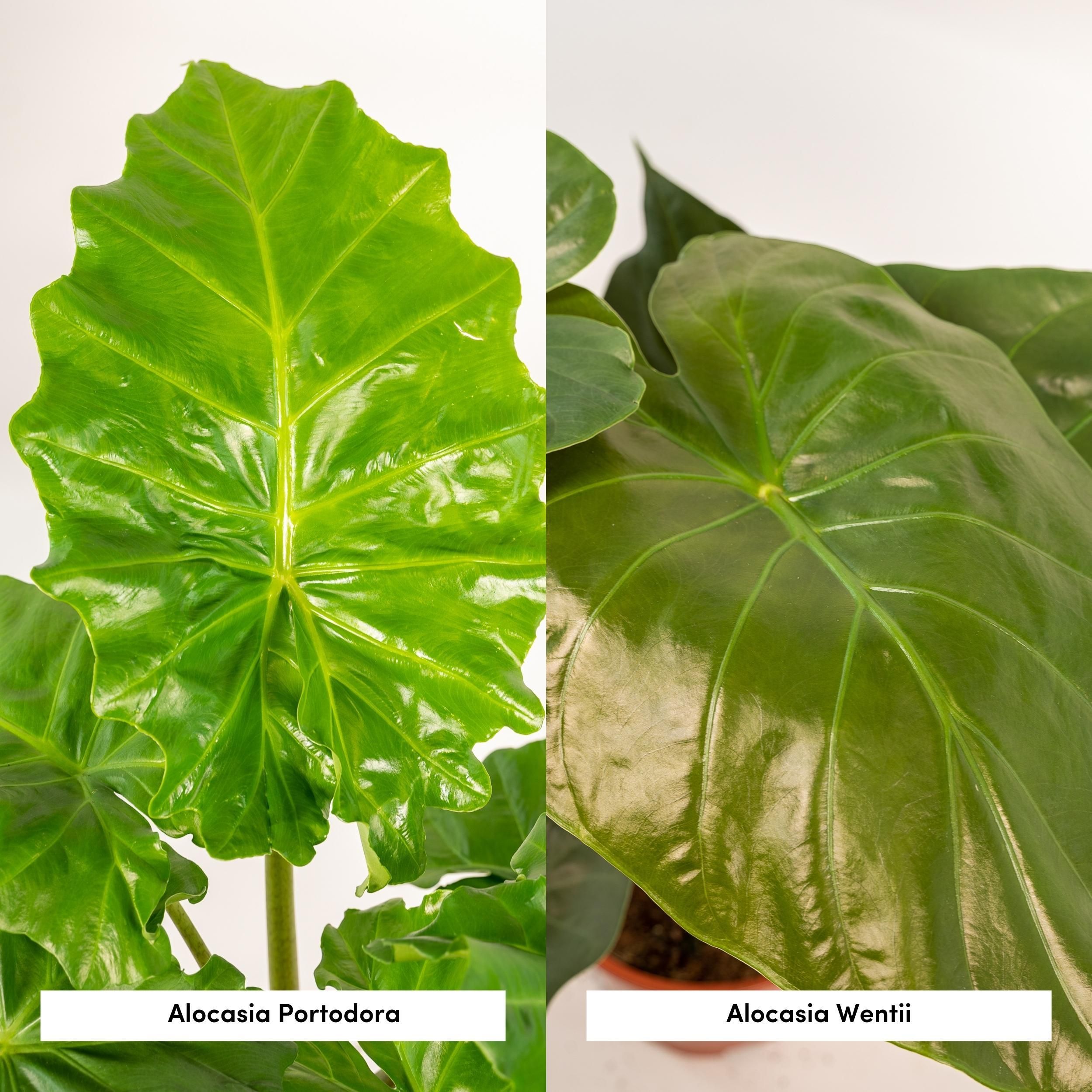 Alocasia Wentii und Portodora Zimmerpflanzen Set