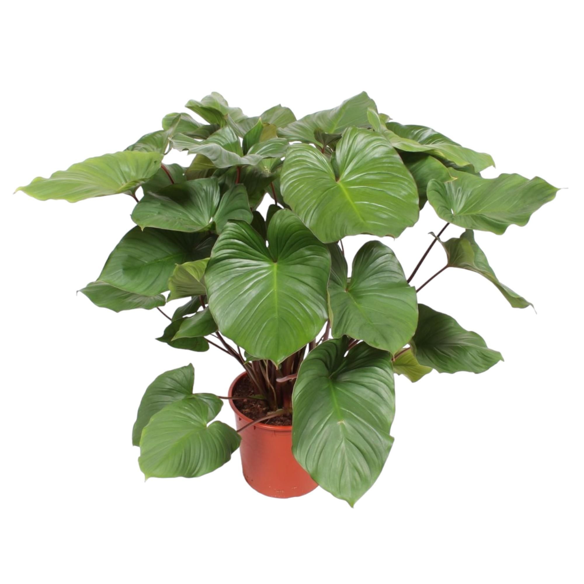 Homalomena Rubescens Maggy Zimmerpflanze