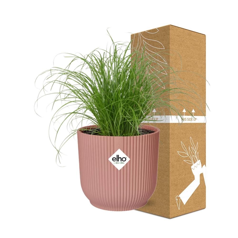 Cyperus alternifolius Schirmschilf Zimmerpflanze in Rosa Dekopot