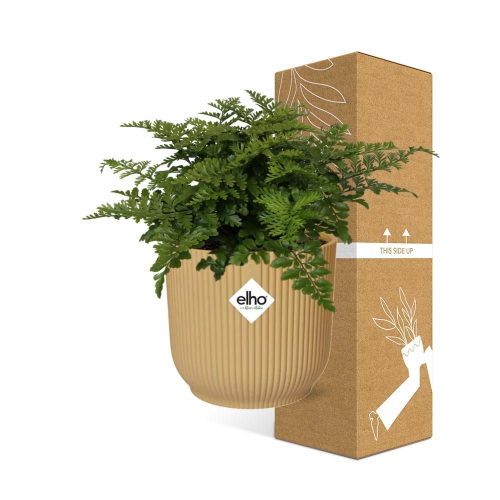 Asplenium Parvati Zimmerpflanze in dekorativem ELHO Vibes Fold Topf