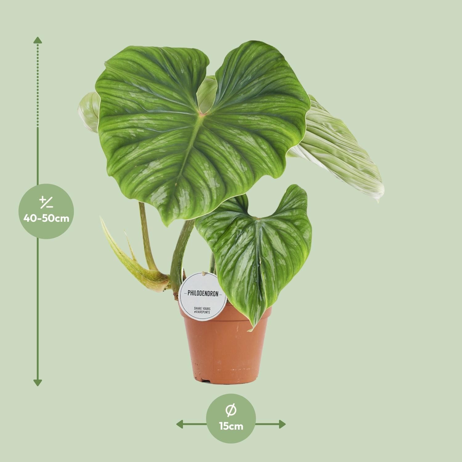 Philodendron Plowmanii Zimmerpflanze