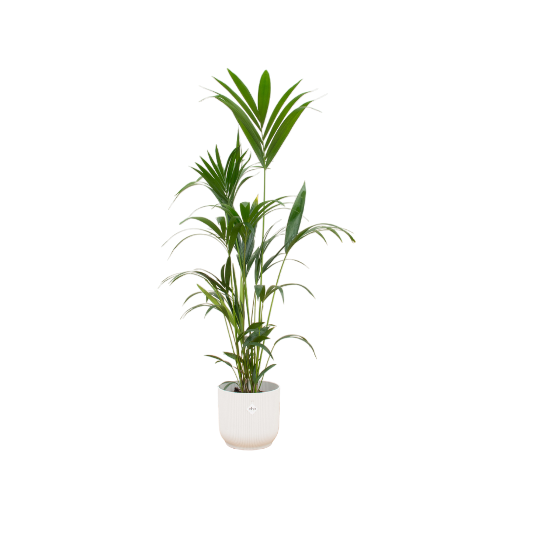 Kentia Palme elegant im weißen Übertopf
