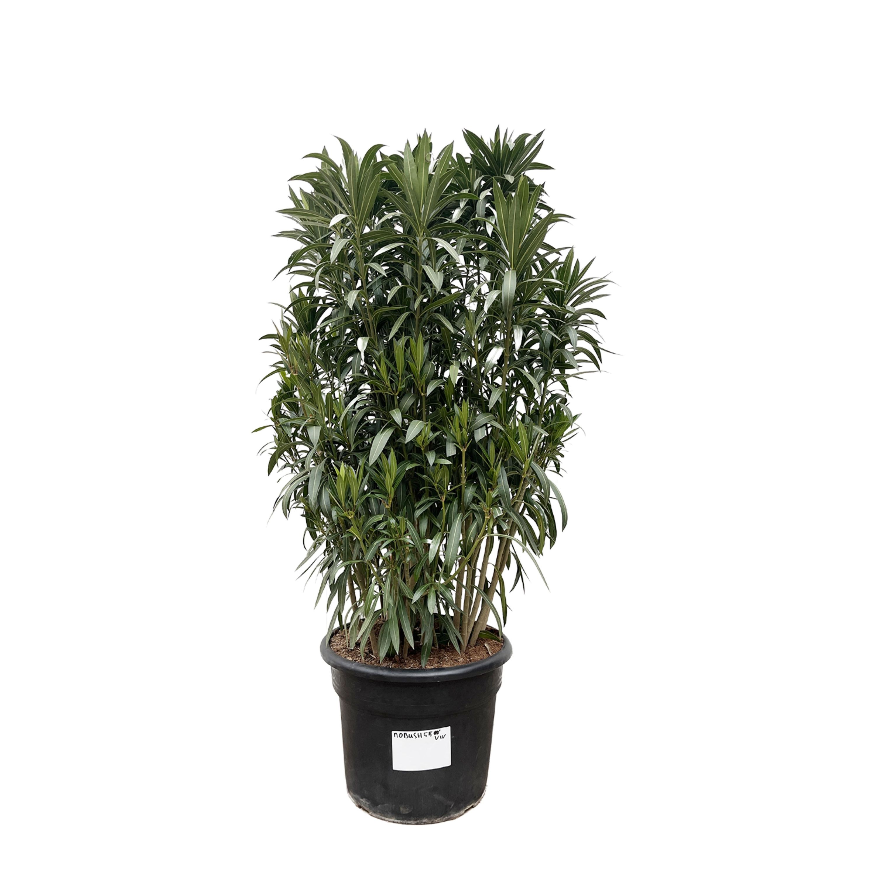 Nerium Oleander Oleanderpflanze
