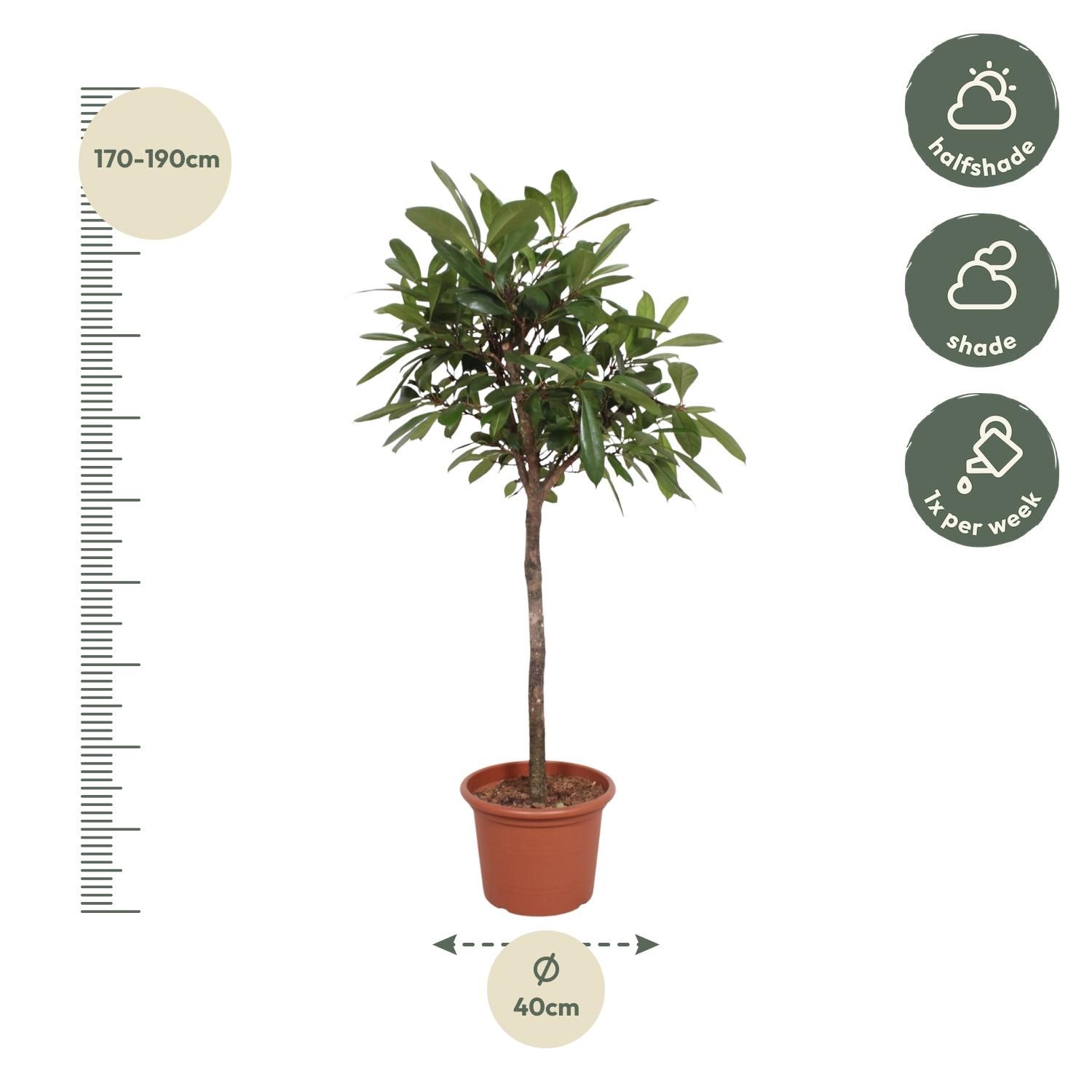 Ficus Cyathistipula Zimmerpflanze