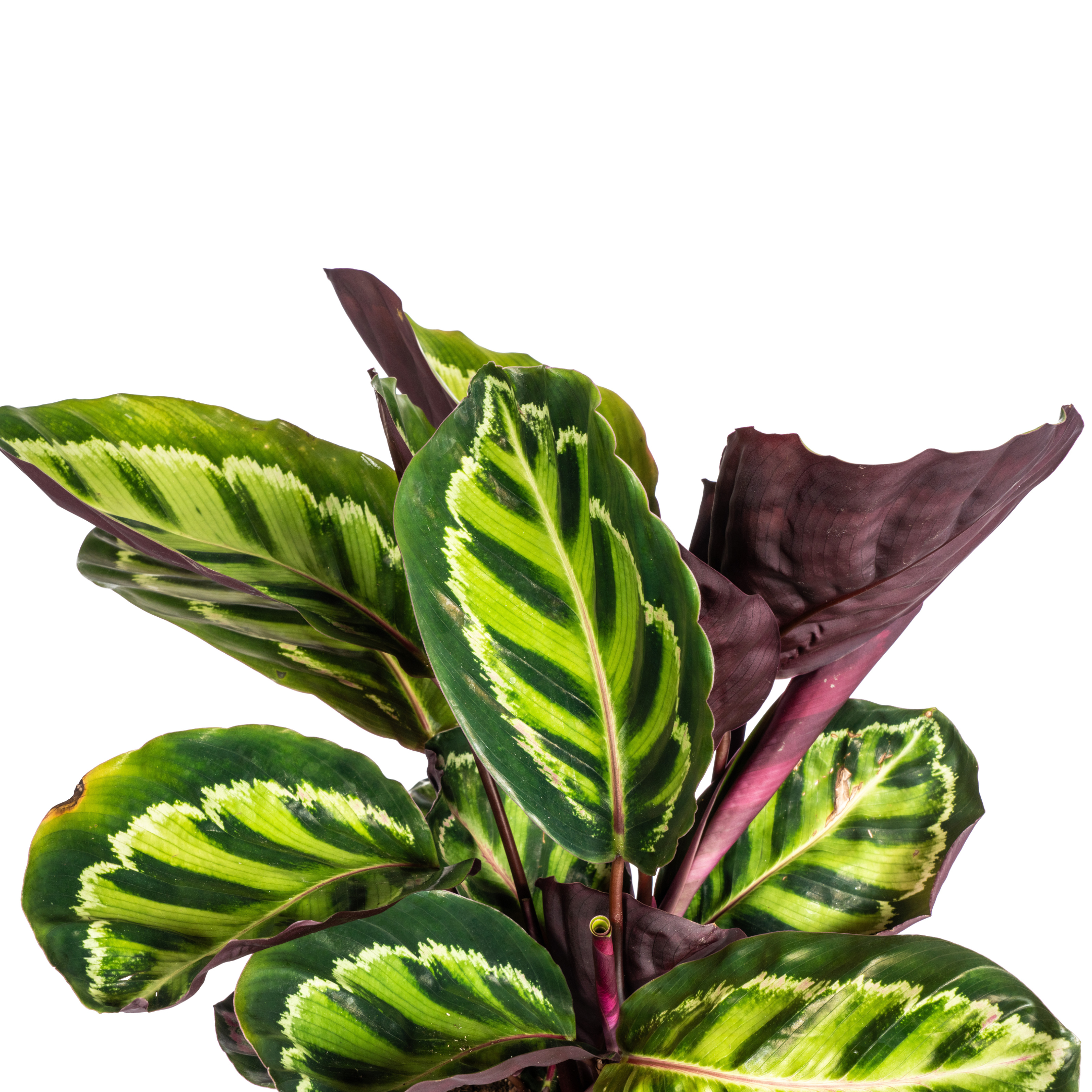 Calathea Zimmerpflanze – Roseopicta – Ø17cm