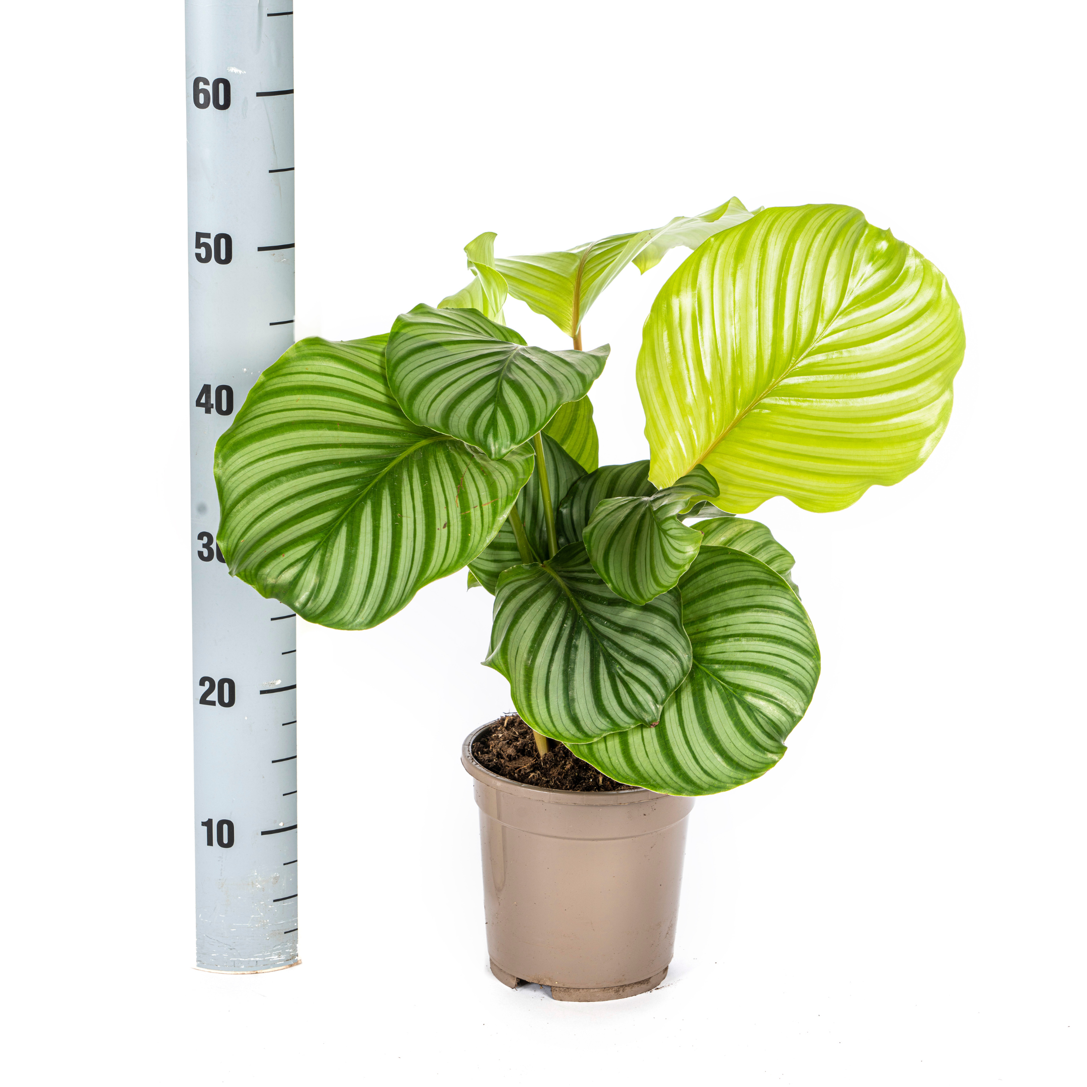 Calathea Orbifolia – Buschartig & Tropisch – Ø17cm Topf