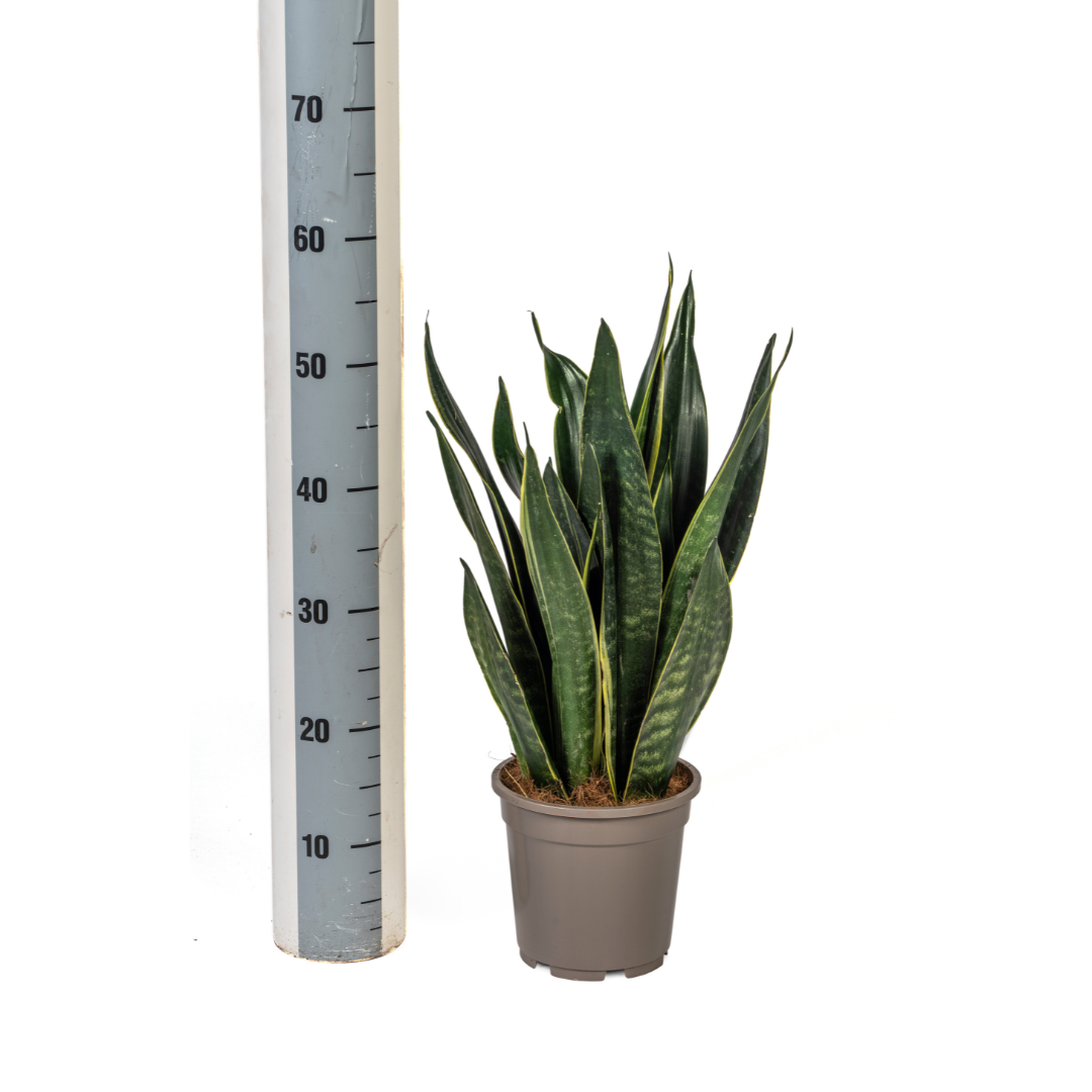 Sansevieria Futura Black - Ø17cm Topf - 45-55cm Höhe
