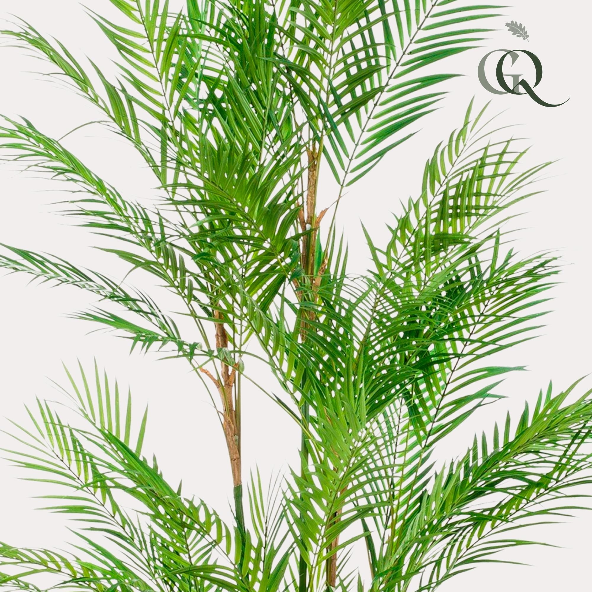 Bergpalme Künstliche Chamaedorea Elegans 180 cm