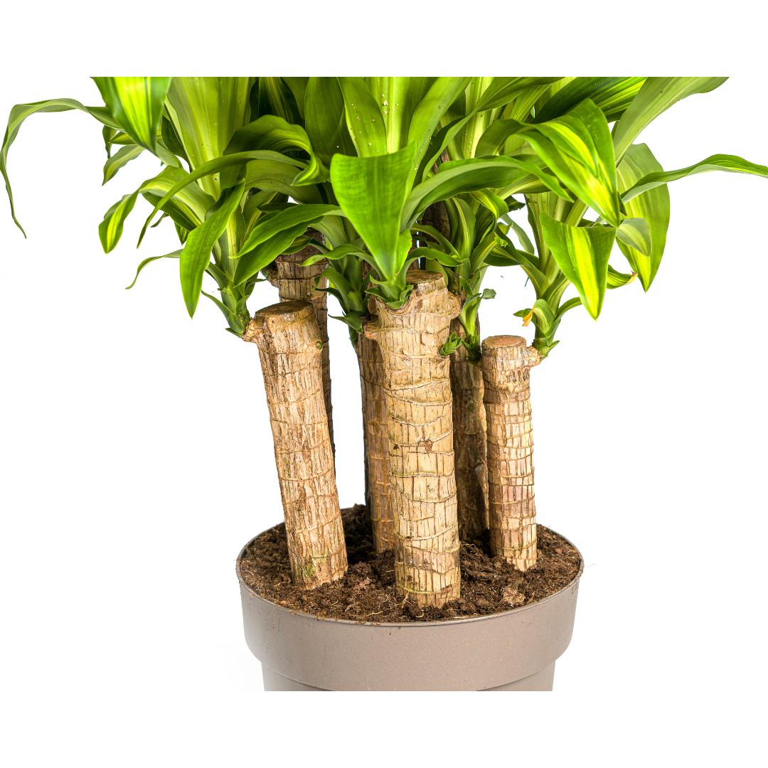 Dracaena Fragrans Massangeana Karussell – 130-150cm hoch – Ø30cm Topf