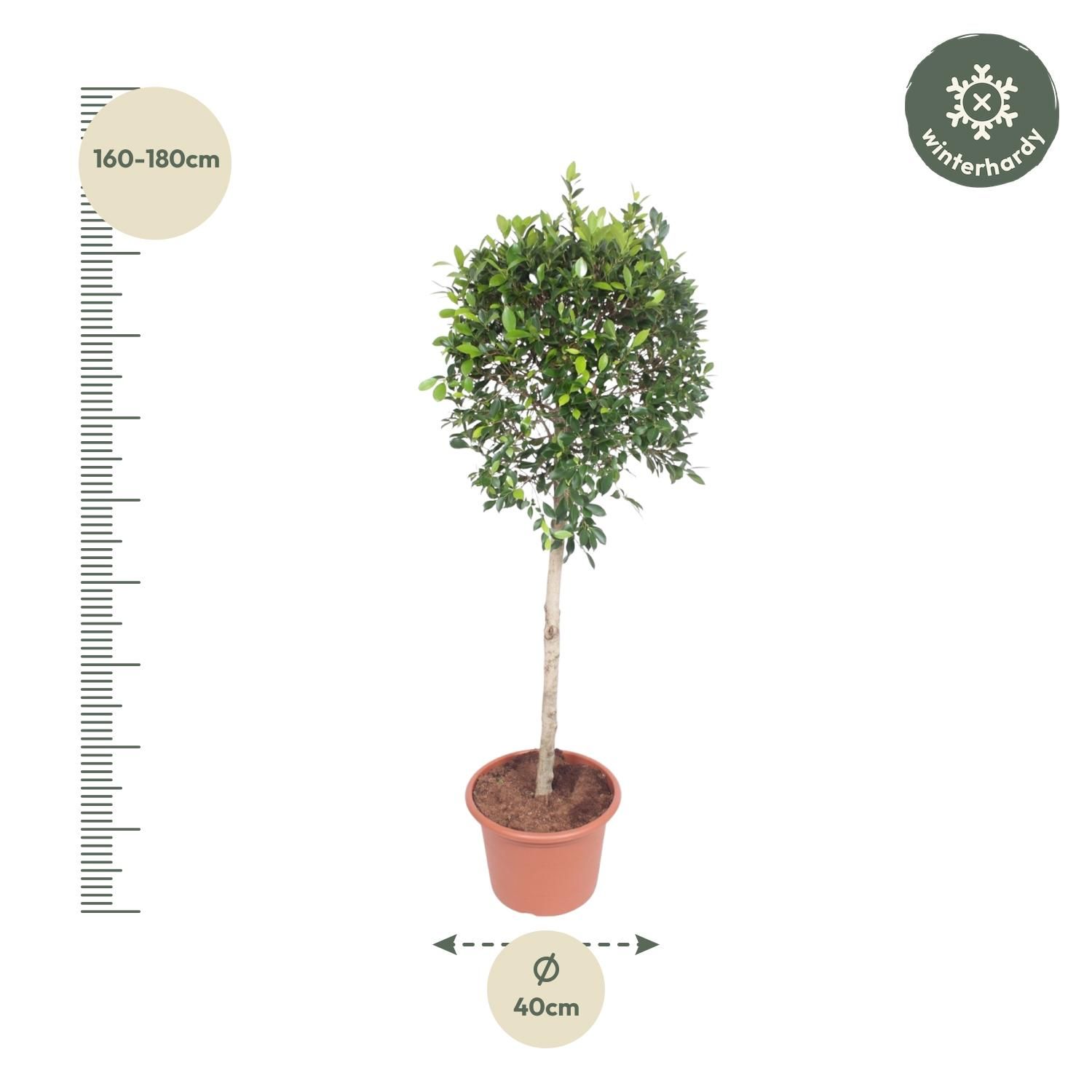 Ficus Nitida Baum für Innenräume