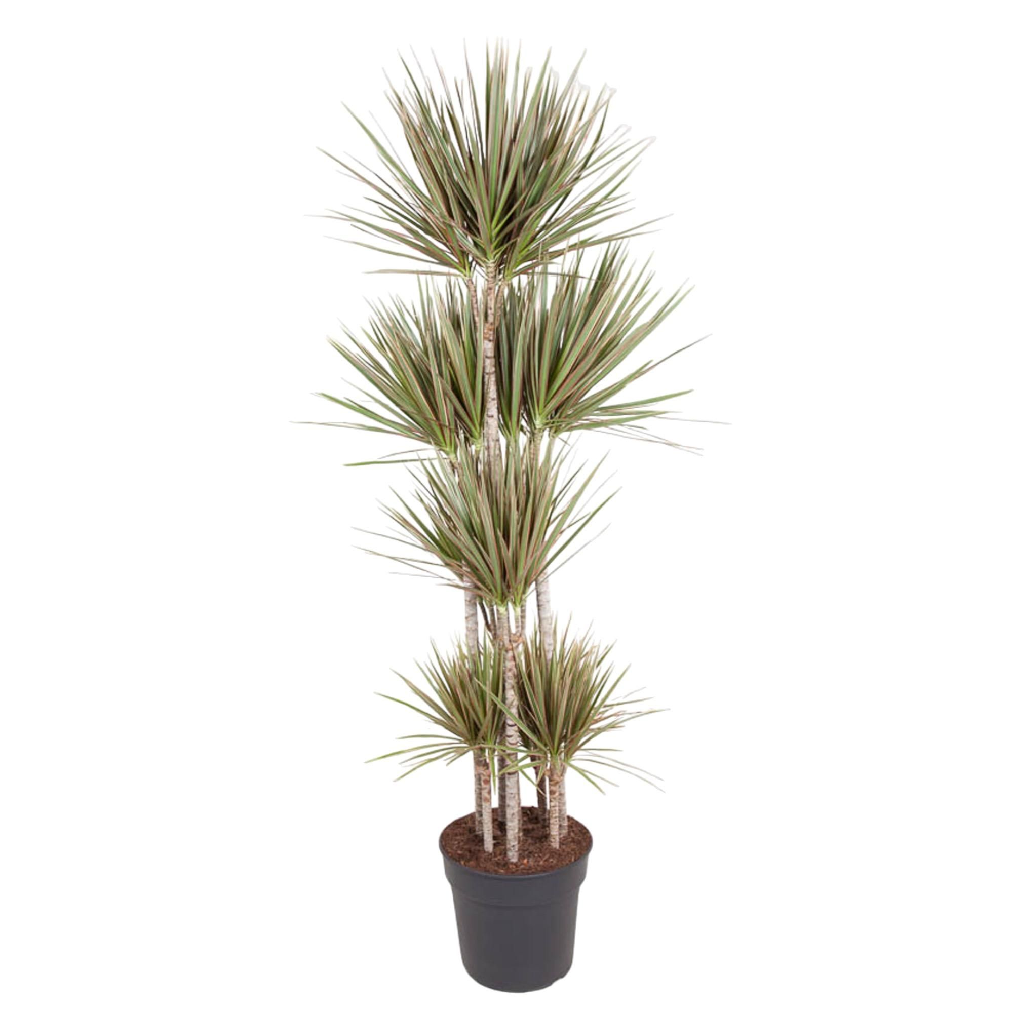 Dracaena Bicolor Carrousel Zimmerpflanze