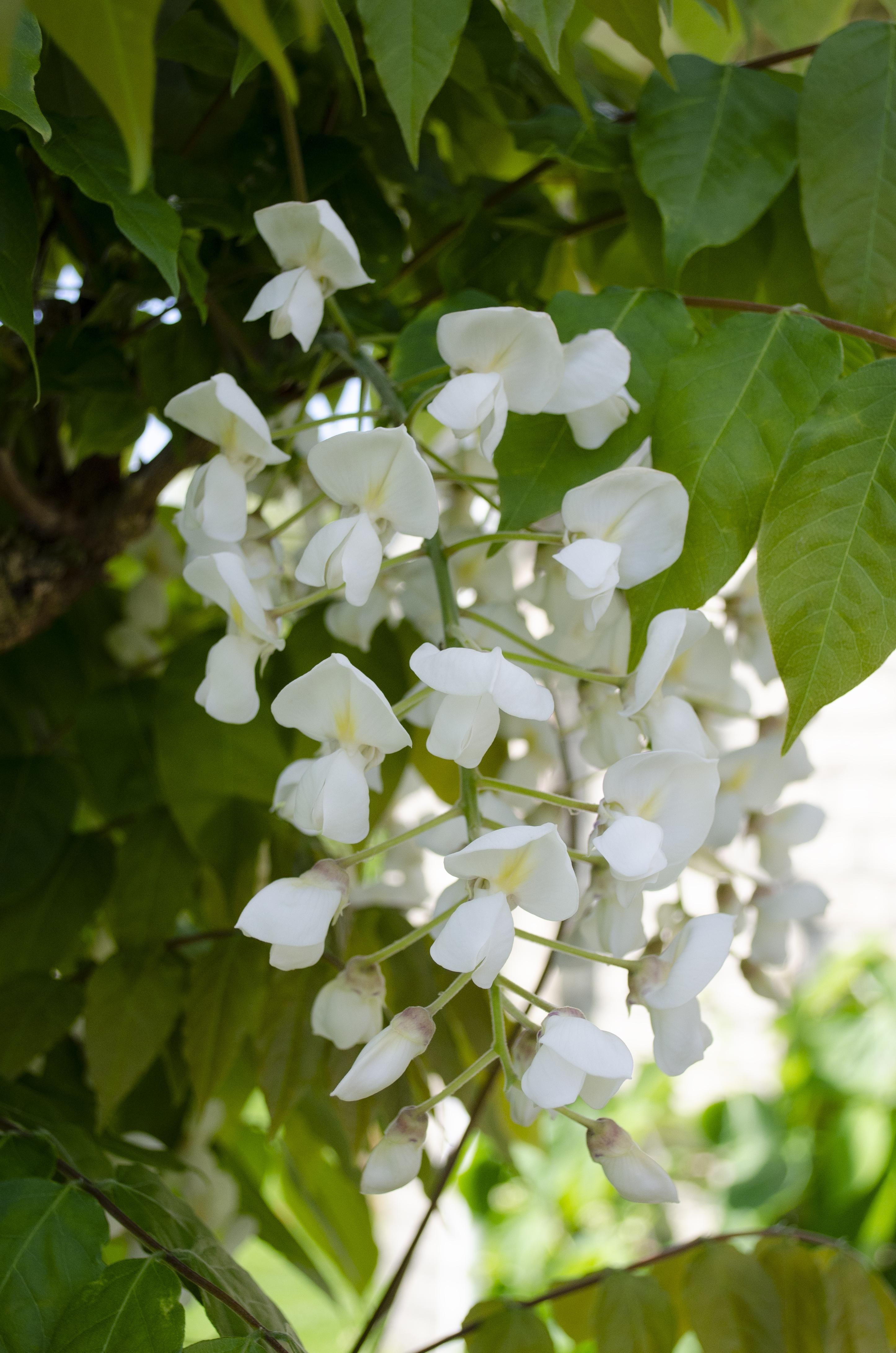 Weiße Regen Wisteria Floribunda Kletterpflanze