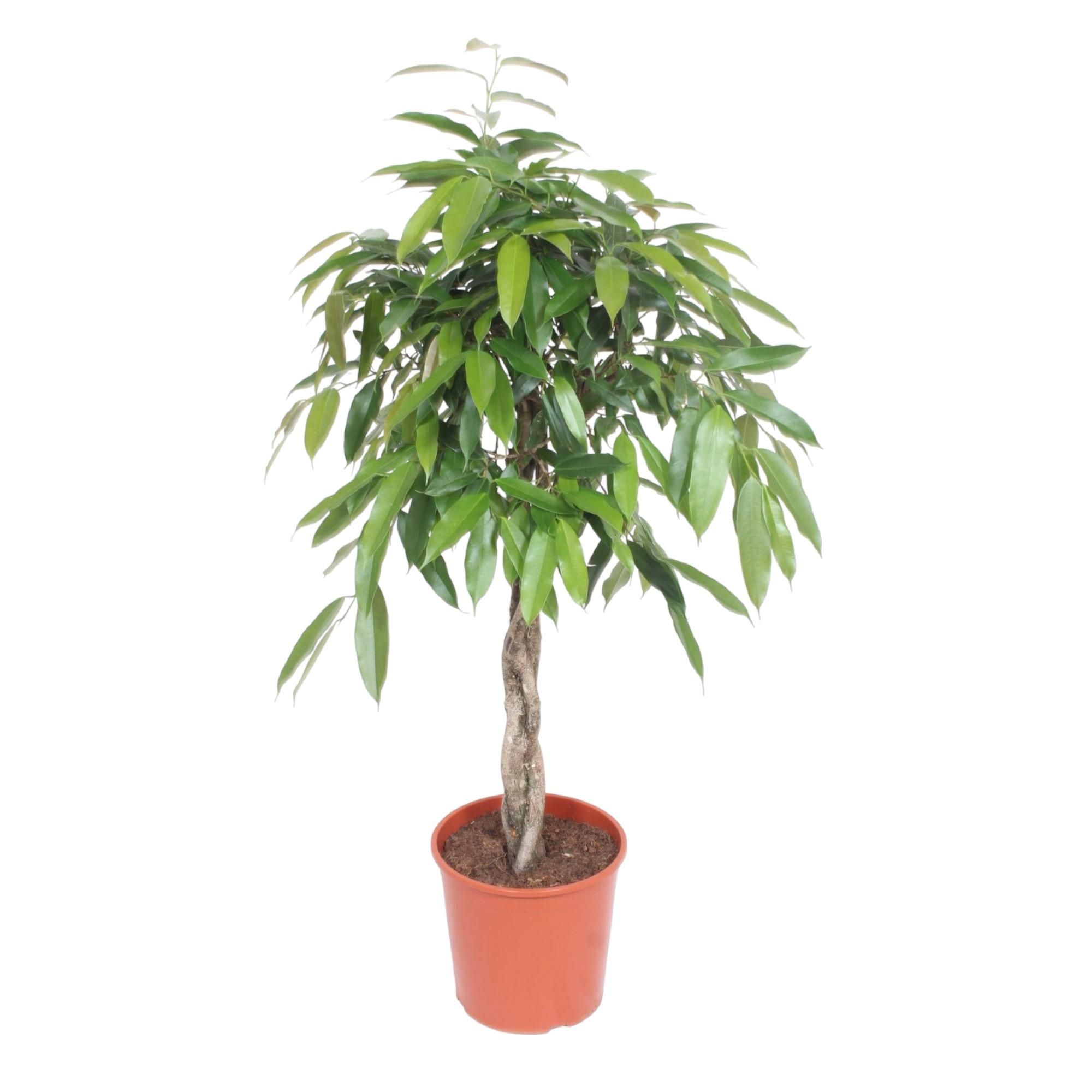Ficus Amstel King Zimmerpflanze mit geflochtenem Stamm