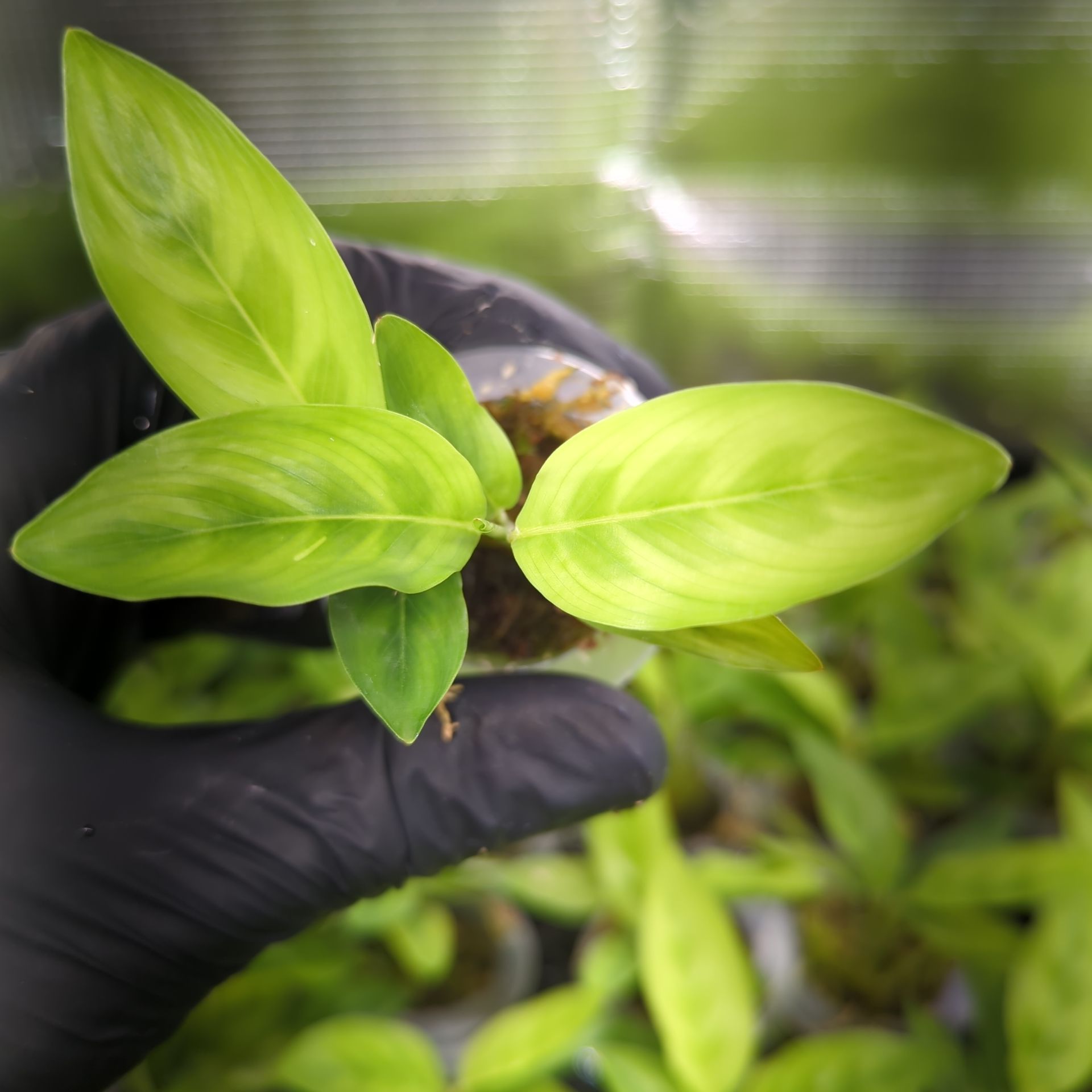 Calathea leopardina chrysobery + selbstbewässernder Übertopf