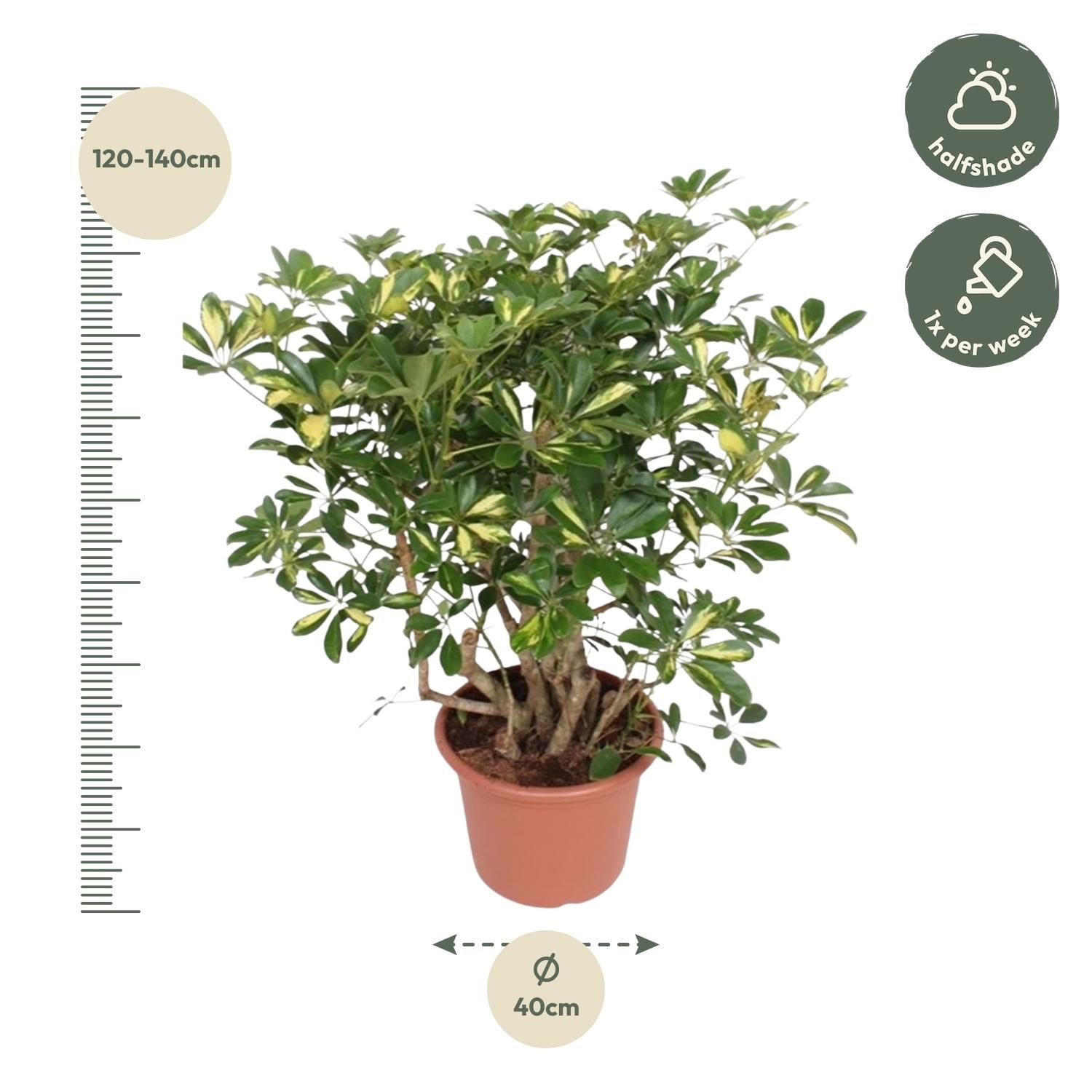 Schefflera Gold Capella Zimmerpflanze