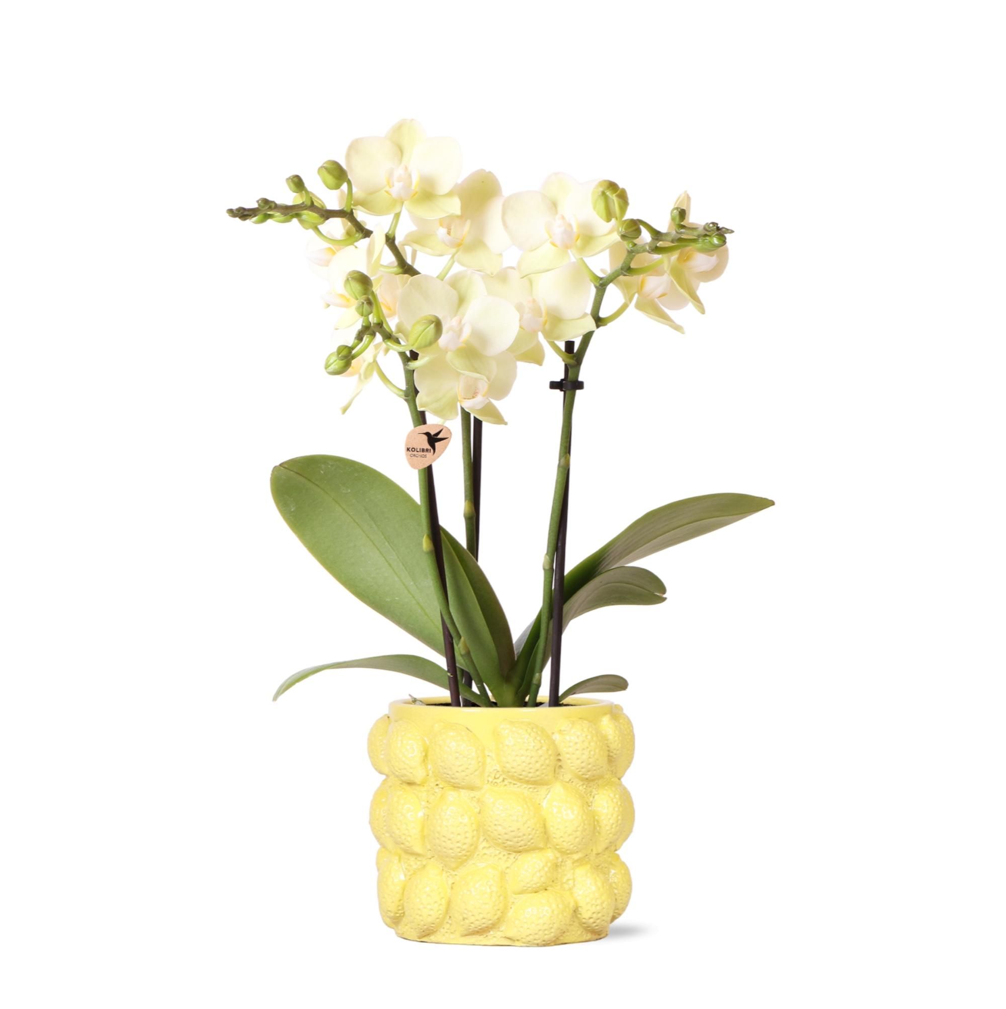 Phalaenopsis Orchidee Gelb im Citrus Ziertopf