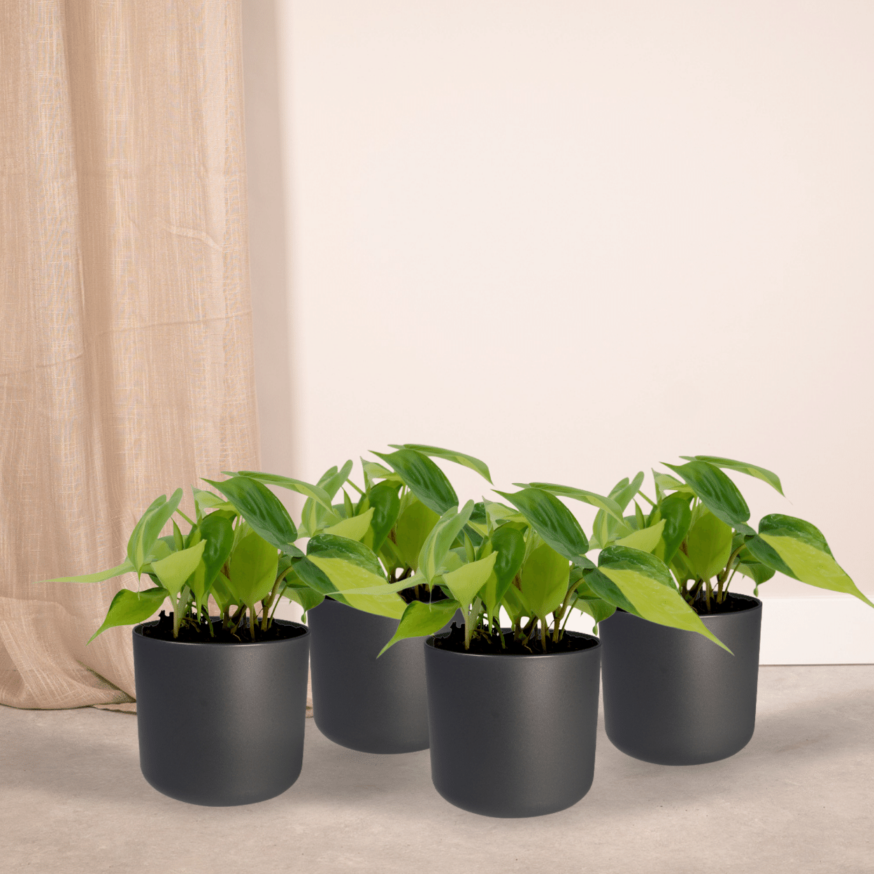 Philodendron Scandens Brasil Kletterpflanze