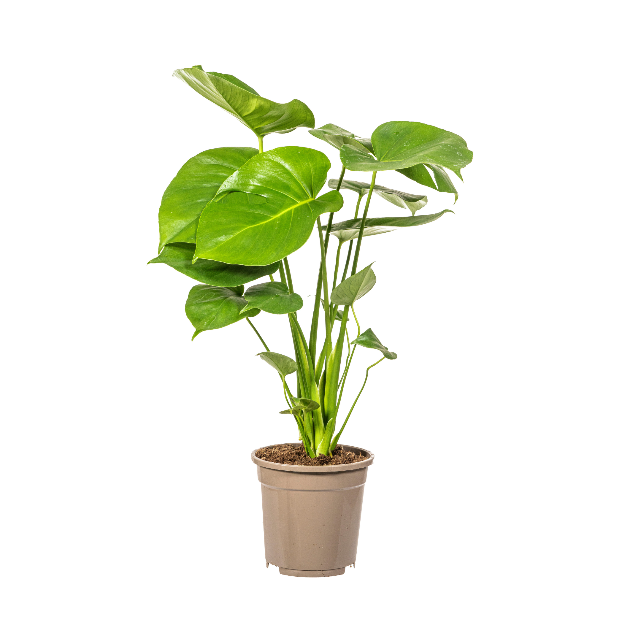 Monstera Deliciosa Tauerii – Topf Ø17cm – Höhe 50-70cm