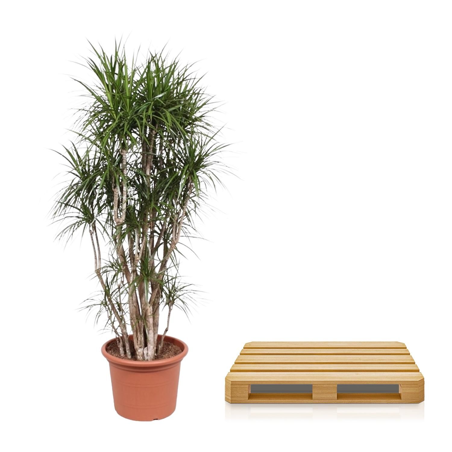 Dracaena Marginata verzweigt Indoor-Pflanze