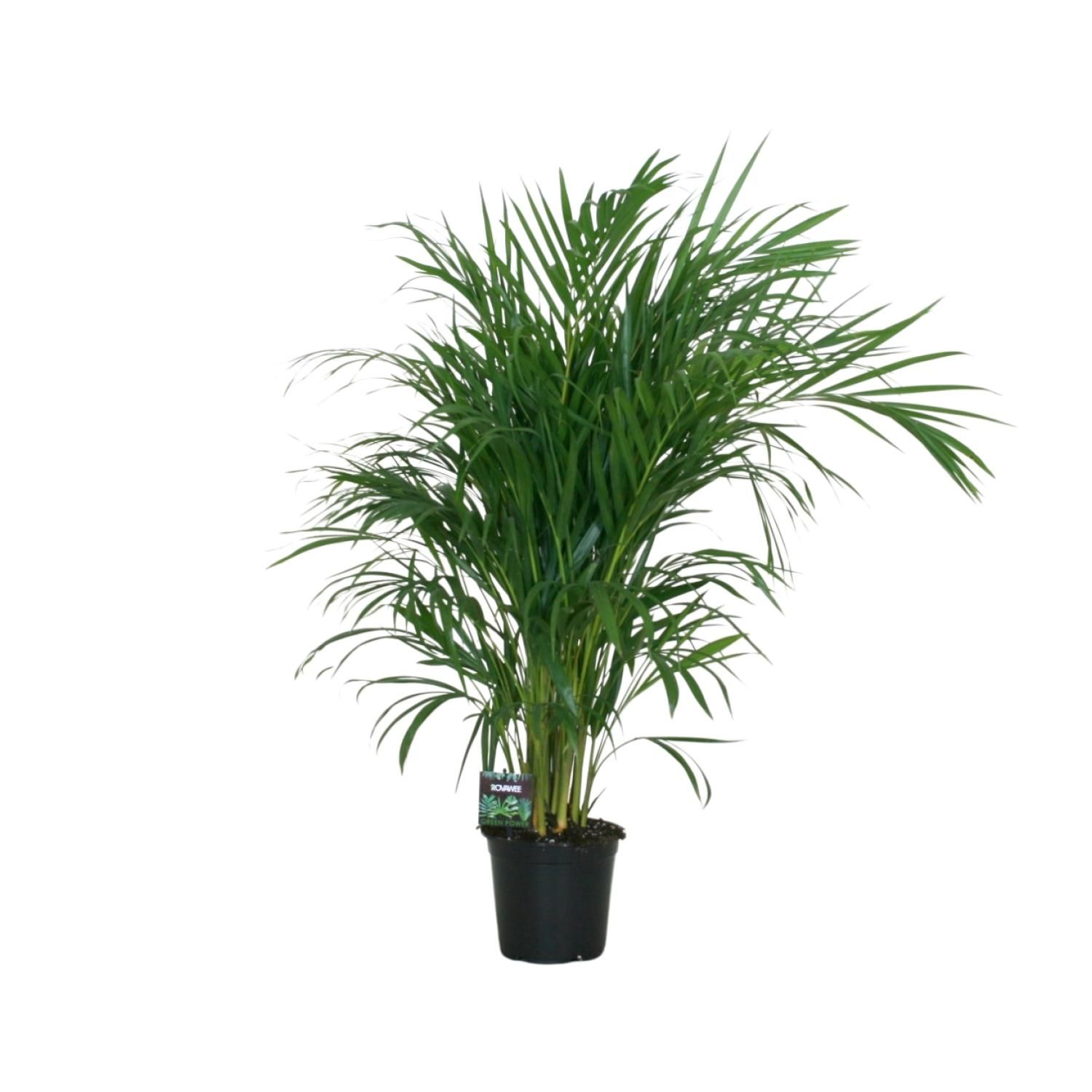 Dypsis Lutescens 120 cm | Zimmerpalme mit Topf Ø19 cm | 100 cm hoch