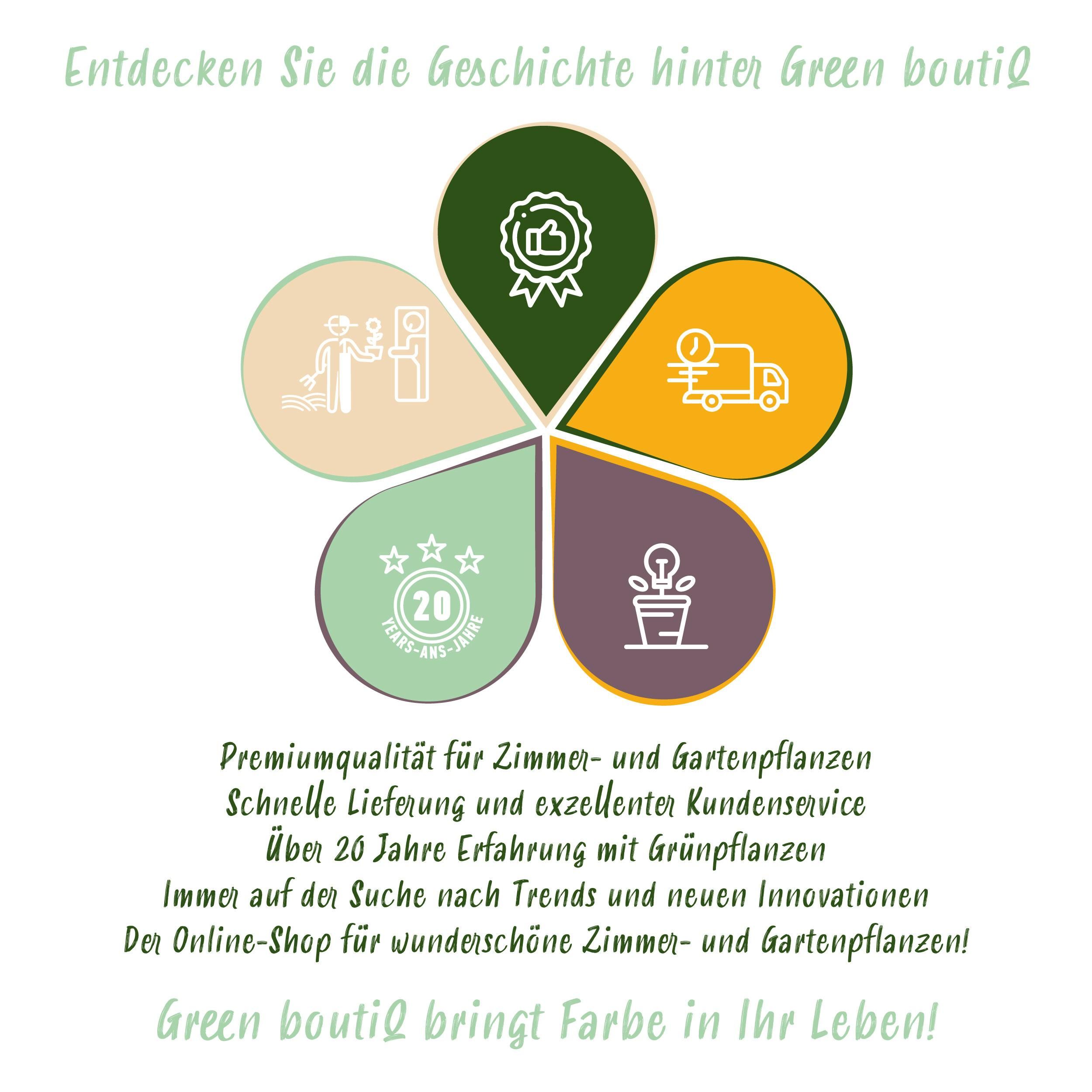 Bauernjasmin Philadelphus – Weiß Blühend – Wenig Pflege | Laubabwerfend