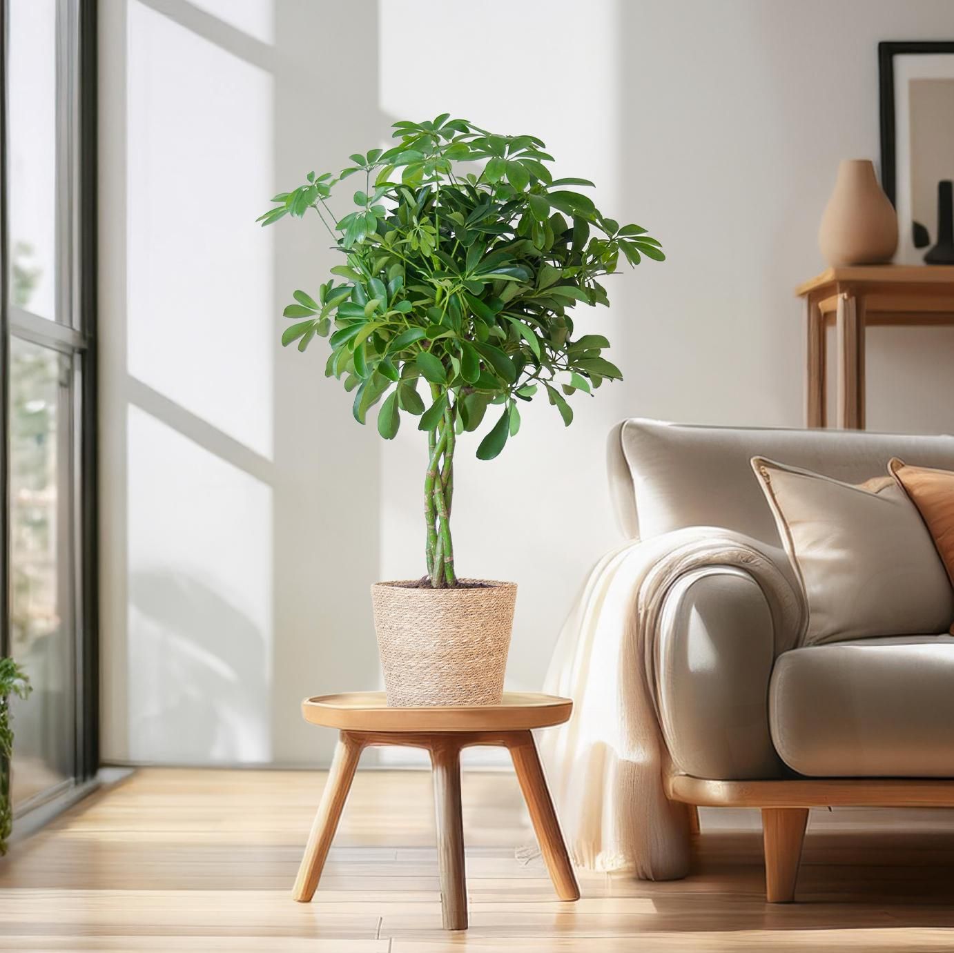 Bergpalme im Korb 'Sofia Natur' – 70cm – Ø21