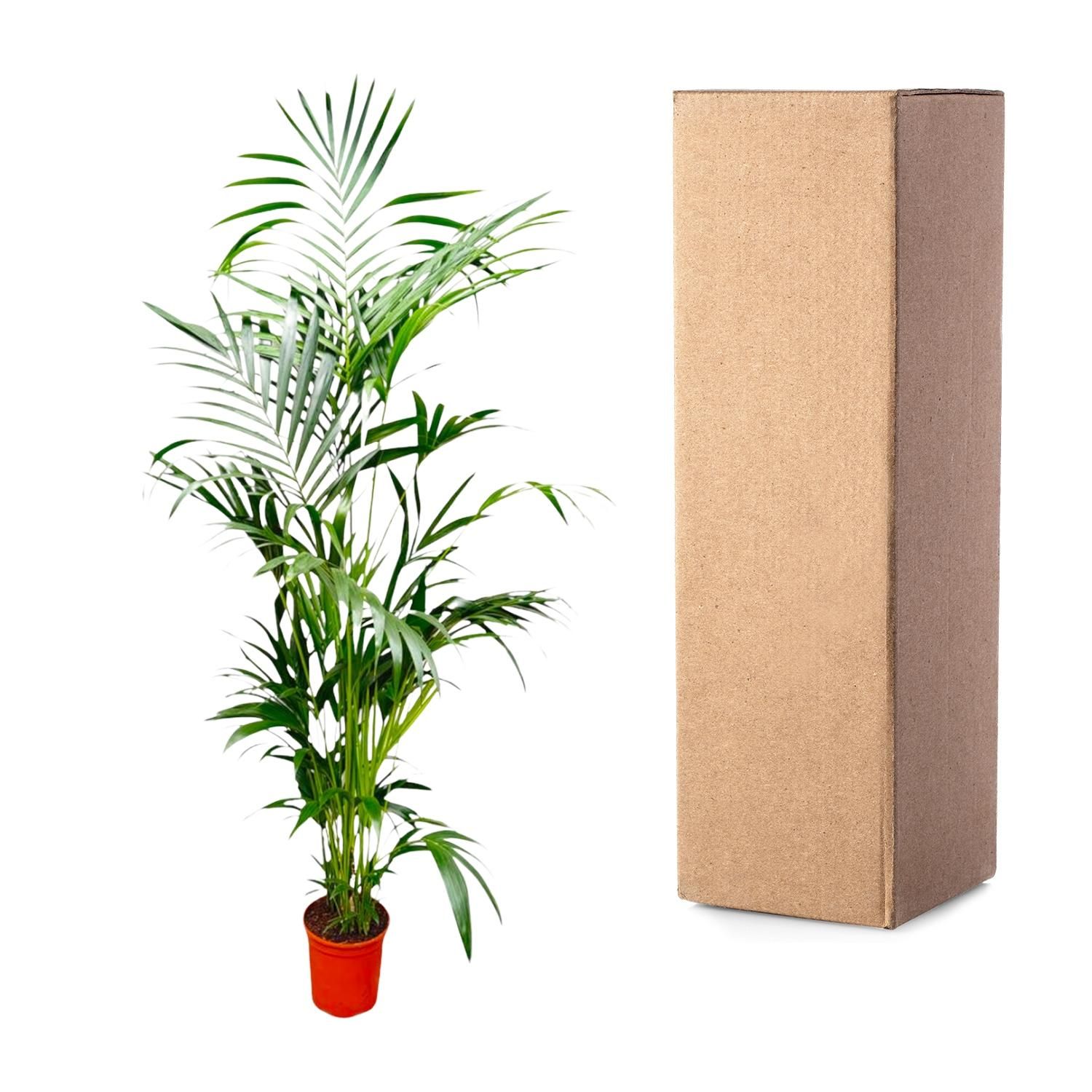 Kentia Palme - Elegante Zimmerpflanze mit tropischem Flair