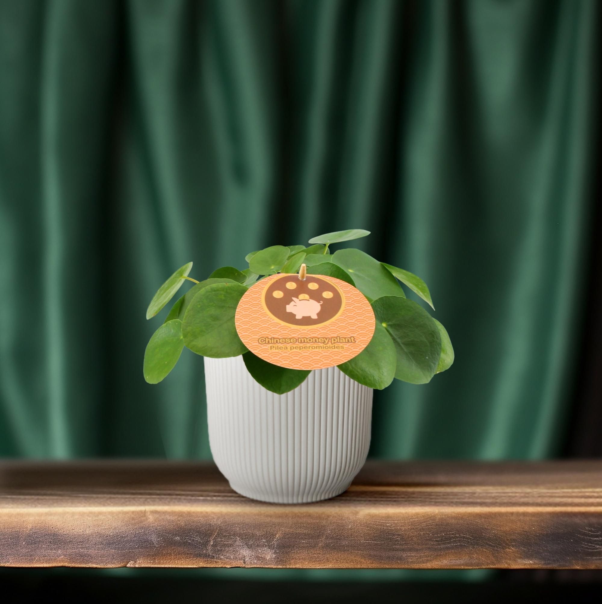 Pilea Peperomioides - grüne Aluminium-Pflanze