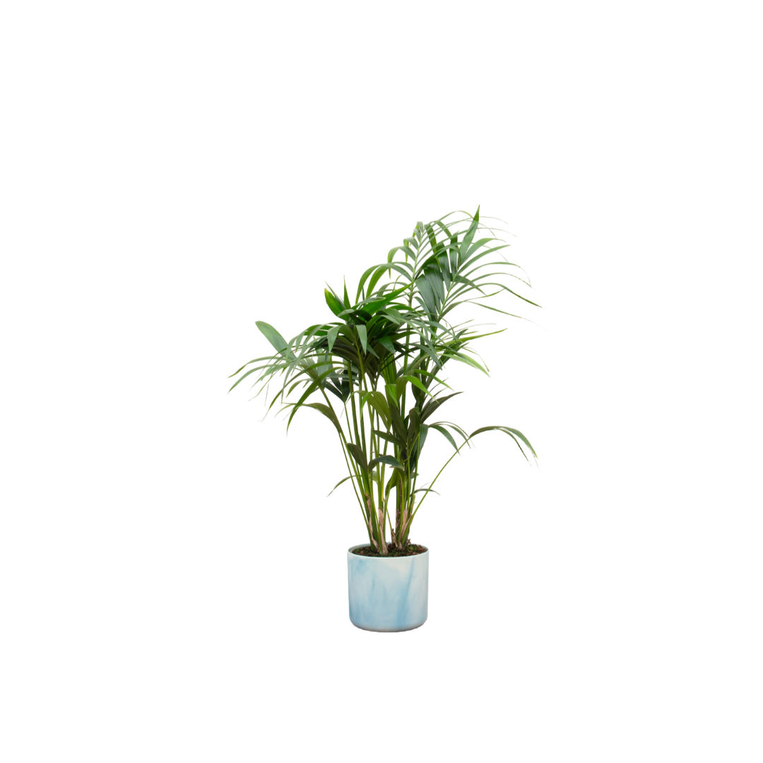 Kentia Palme mit elho Ocean Round Übertopf