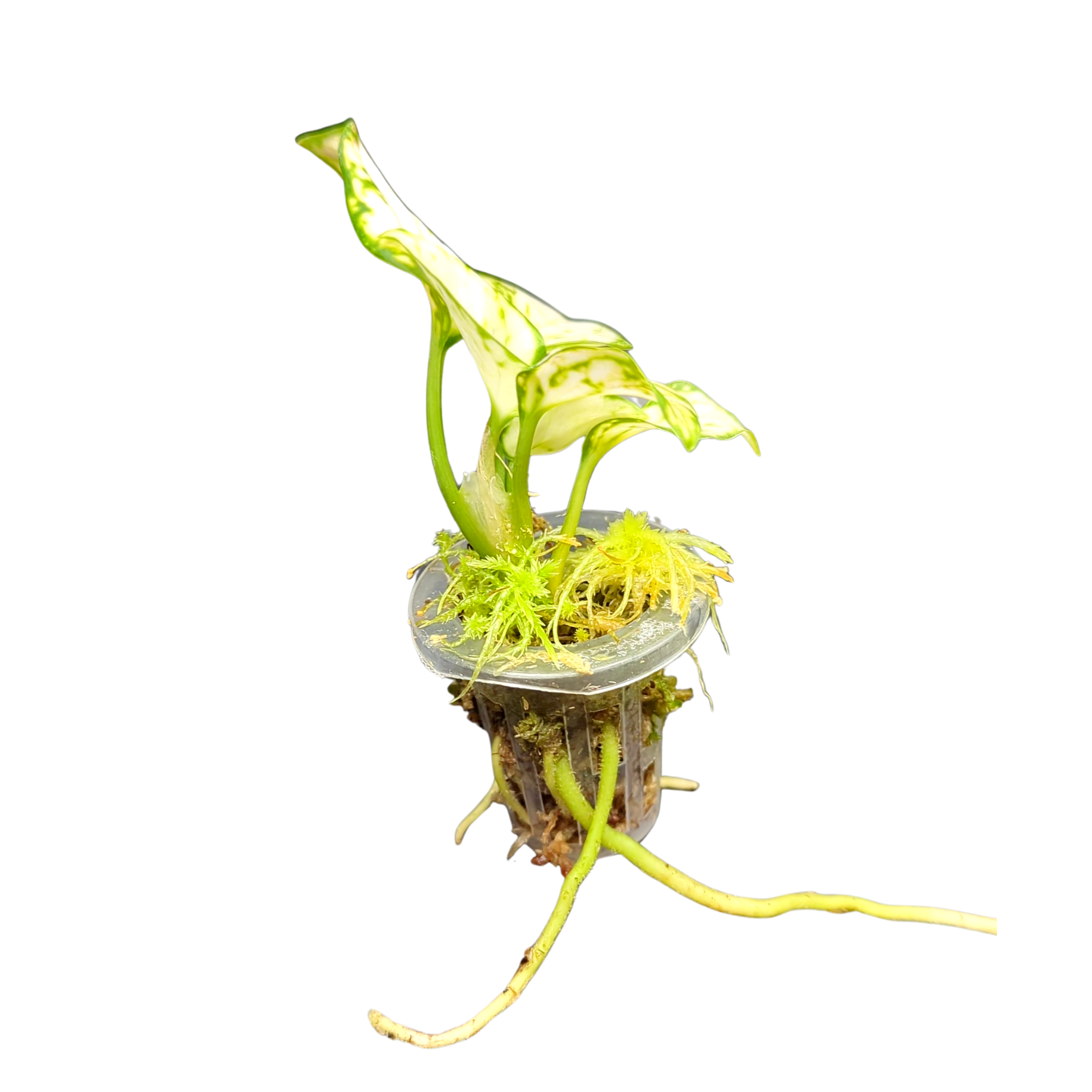 Baby Aglaonema commutatum White Valentine + selbstbewässernder Übertopf