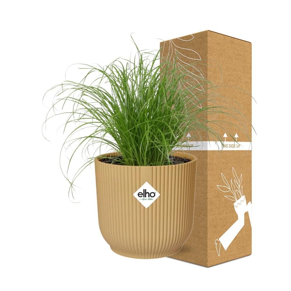 Cyperus Alternifolius Schirmpflanze im ELHO Fold Topf