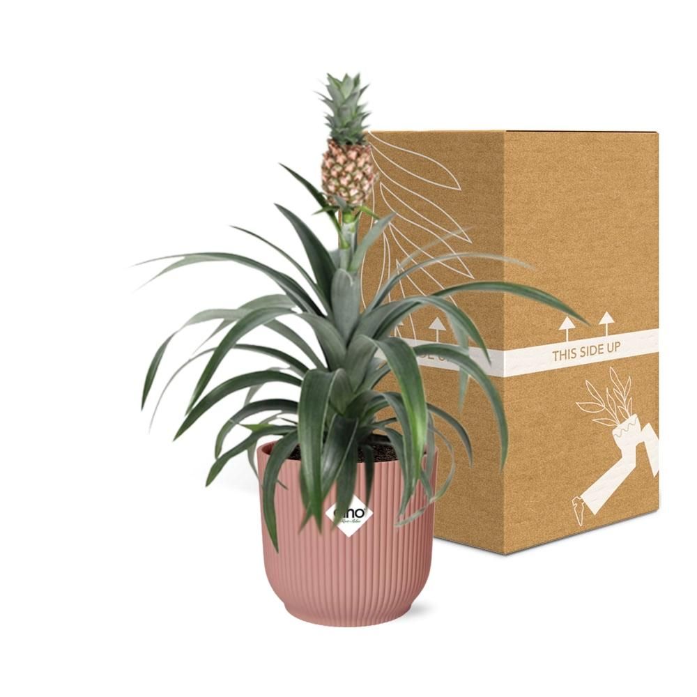 Ananas Pflanze Mi Amigo in ELHO Vibes Fold Topf