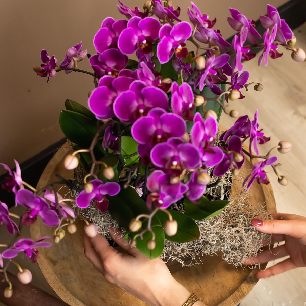 Phalaenopsis Orchidee Morelia violett