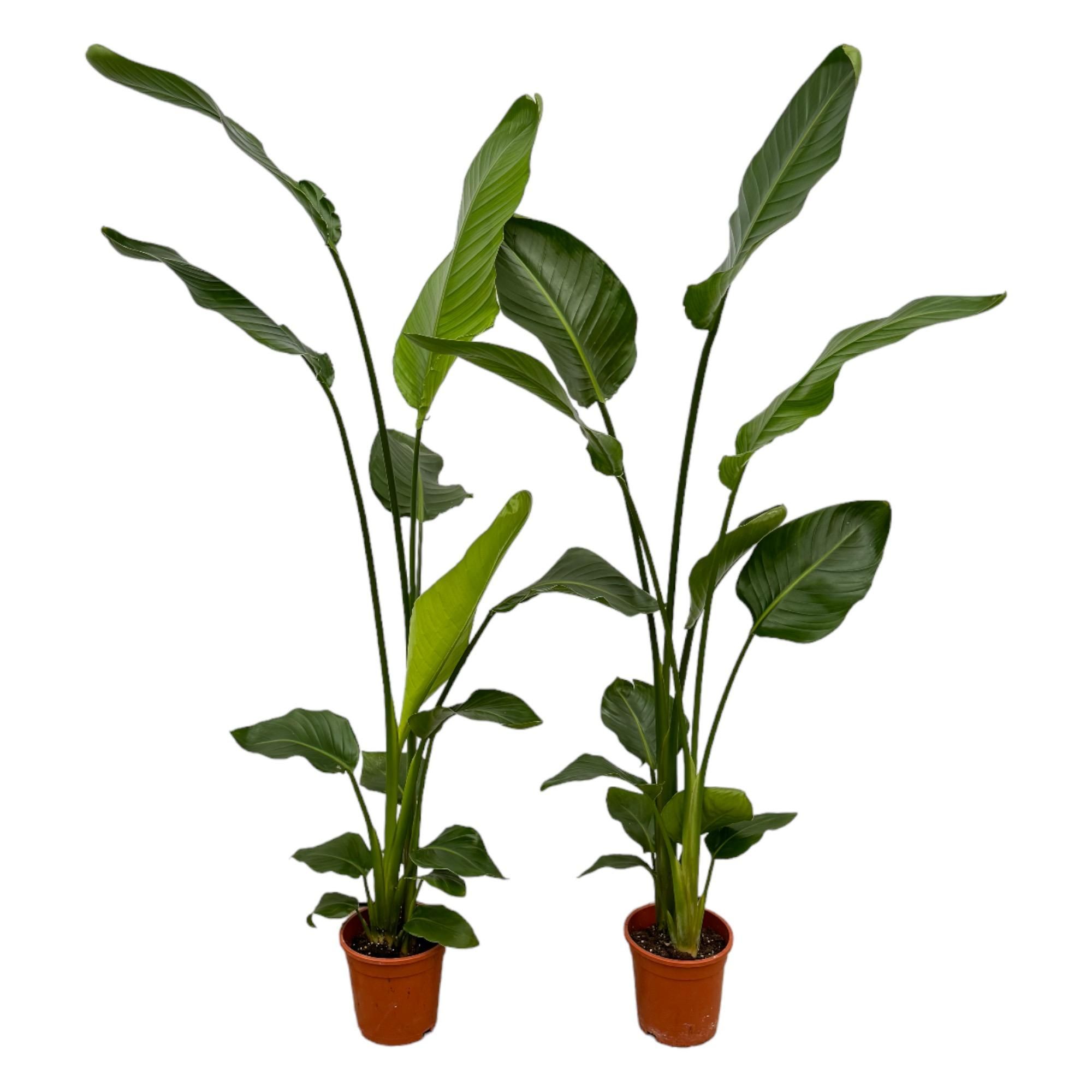 Strelitzia Nicolai Exotische Zimmerpflanze