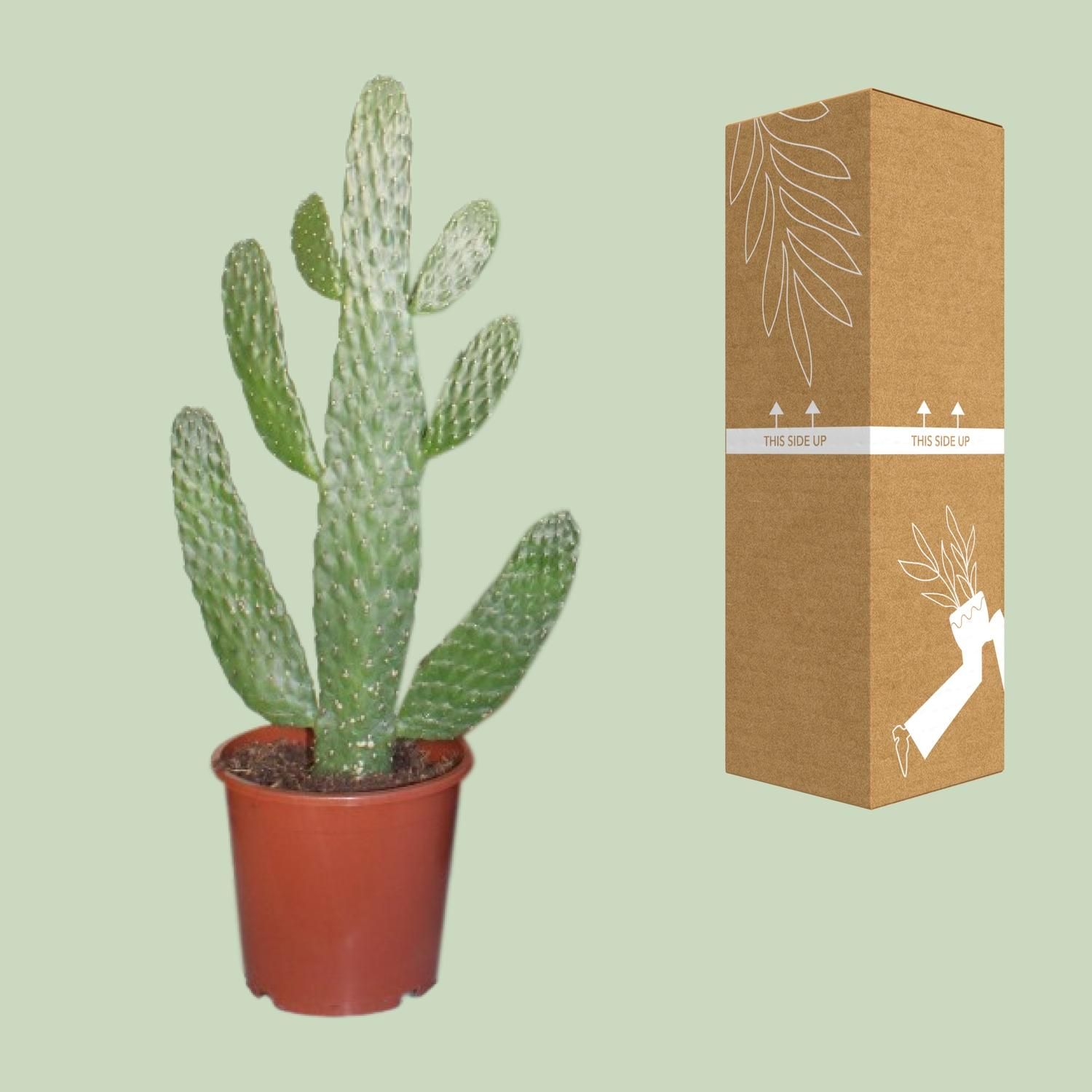 Opuntia Consolea Kaktus Zimmerpflanze