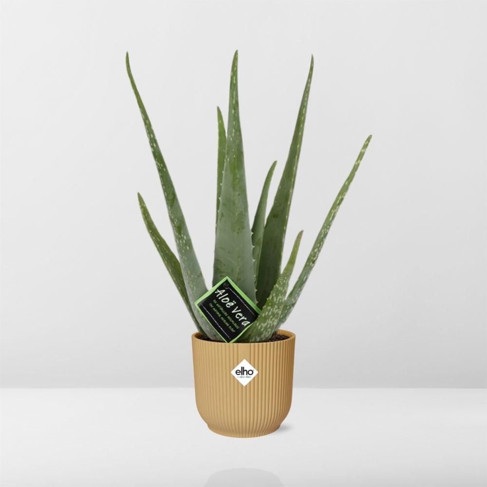 Aloe Vera Zimmerpflanze in ELHO Vibes Fold Gelb
