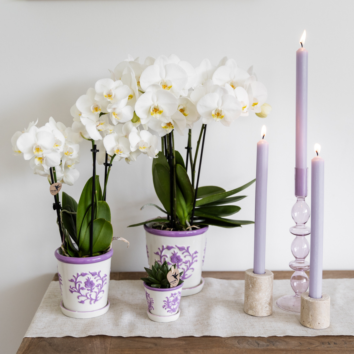 Weiße Phalaenopsis Orchidee Amabilis
