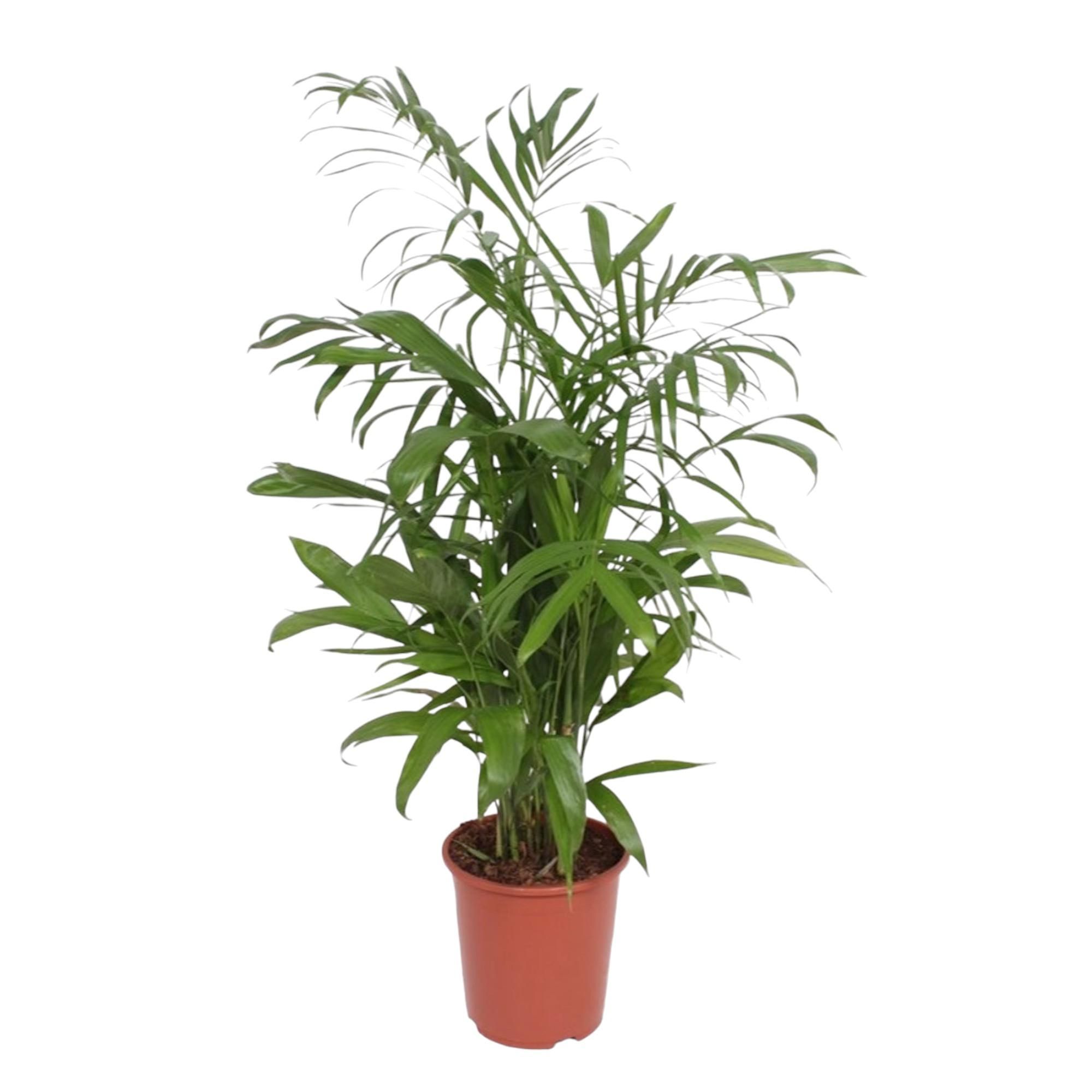 Chamaedorea Seifrizii Palme