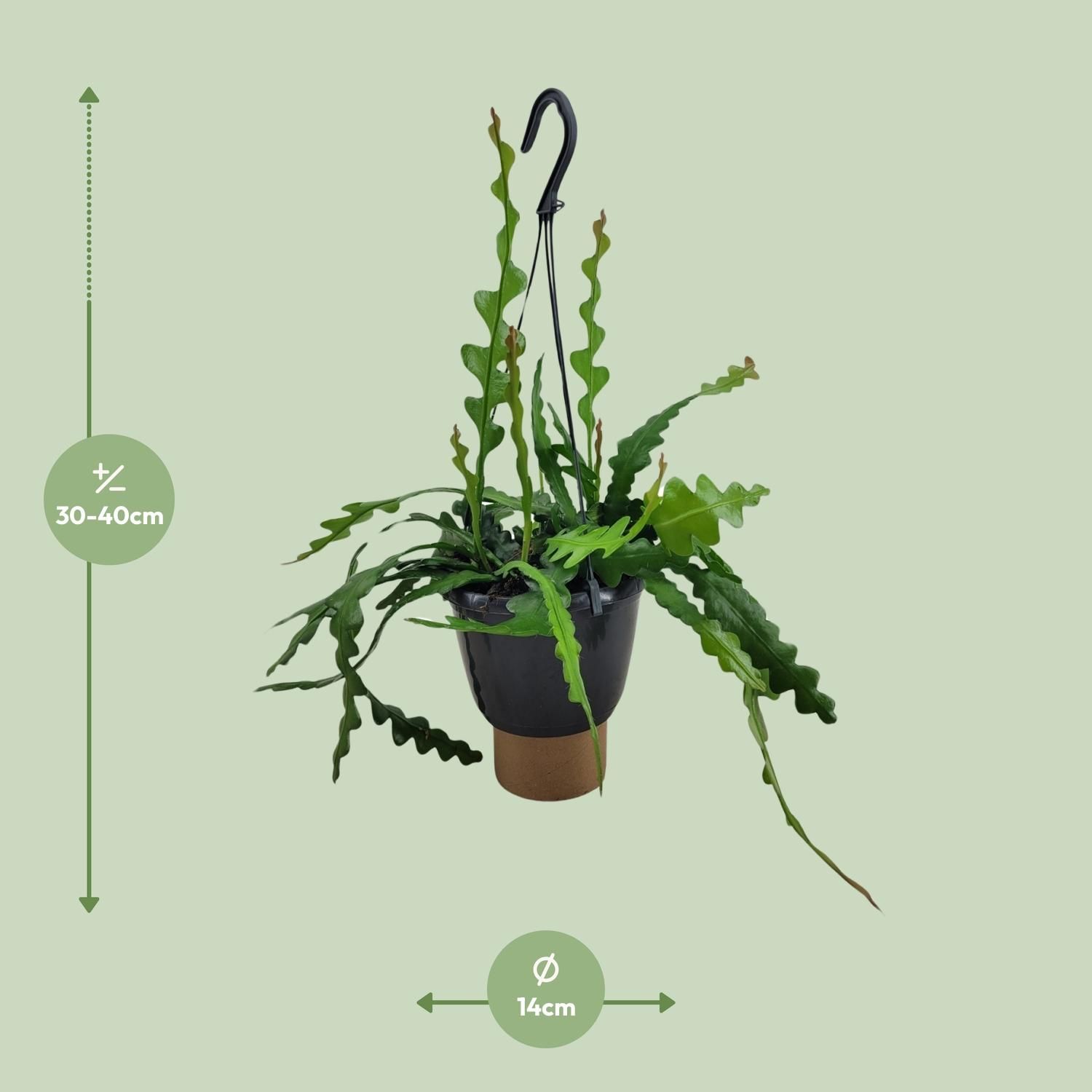 Epiphyllum Anguliger Fischgrätenkaktus