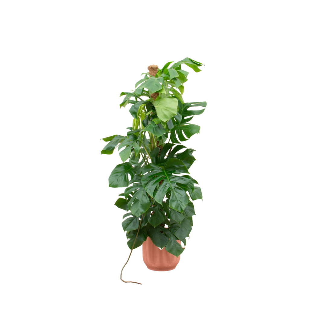 Monstera Pertusum XL mit rosa elho Vibes Fold Round Topf