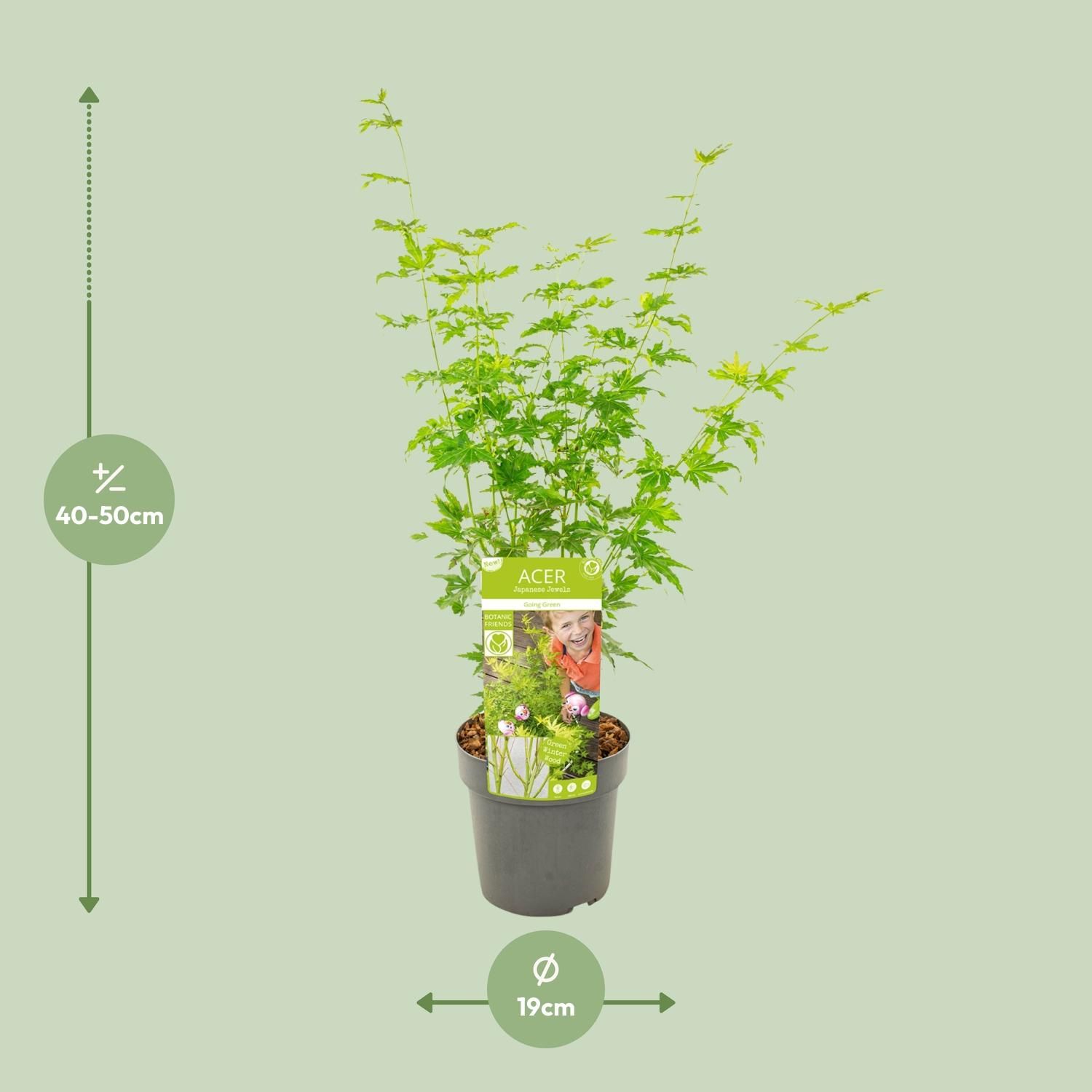 Ahornpalme Acer palmatum Going Green