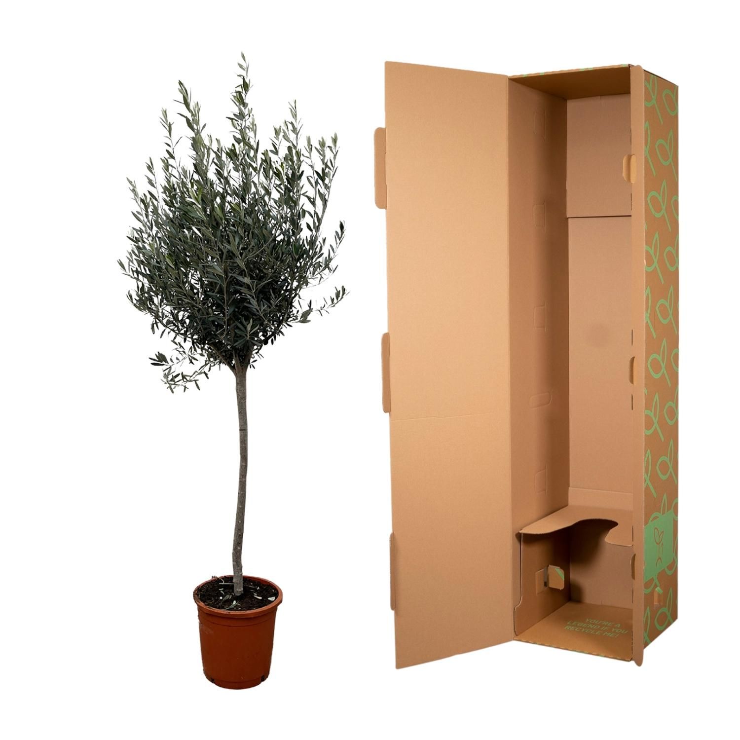 Olivenbaum Olea Europaea auf Stamm