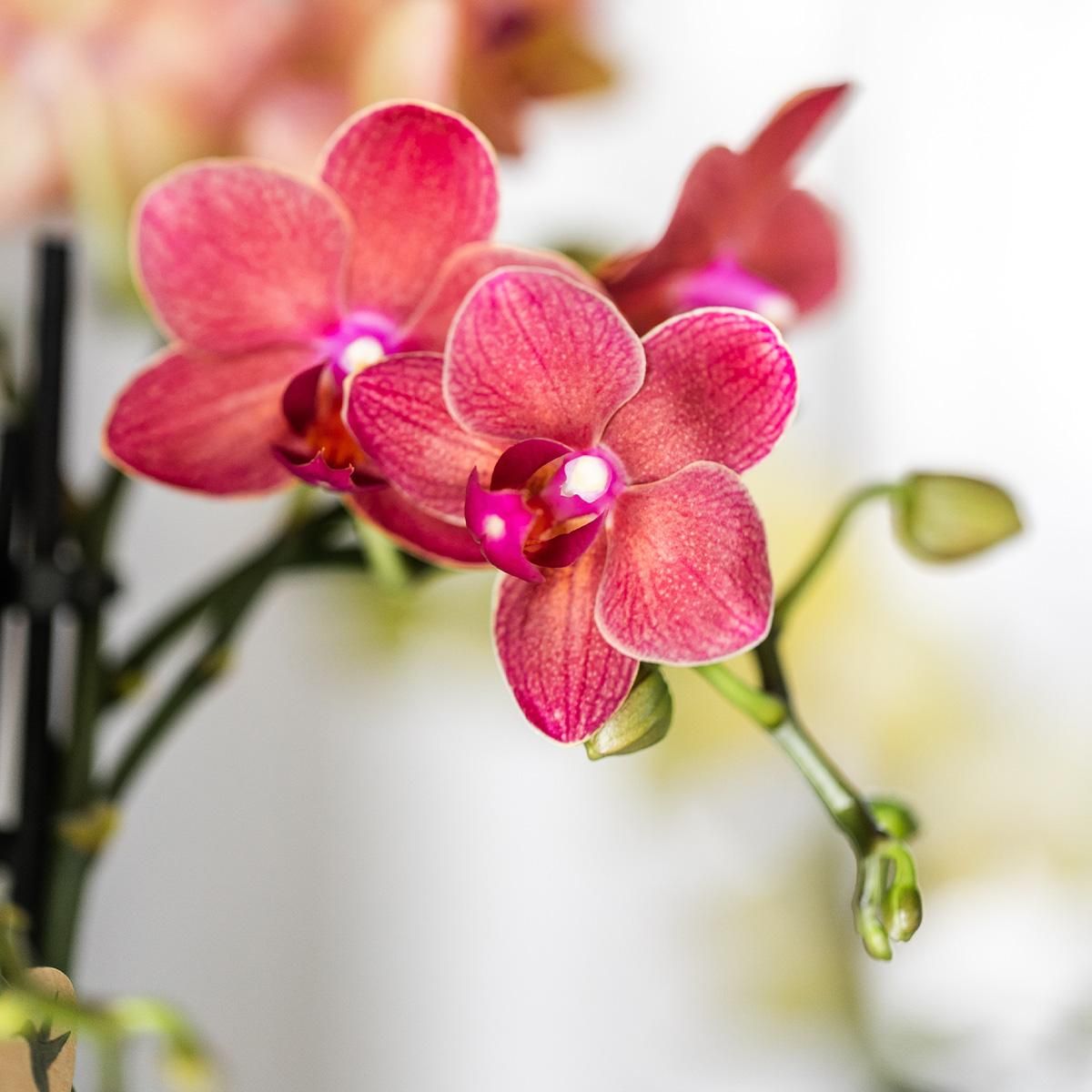 Phalaenopsis Orchidee Congo rote Blüten