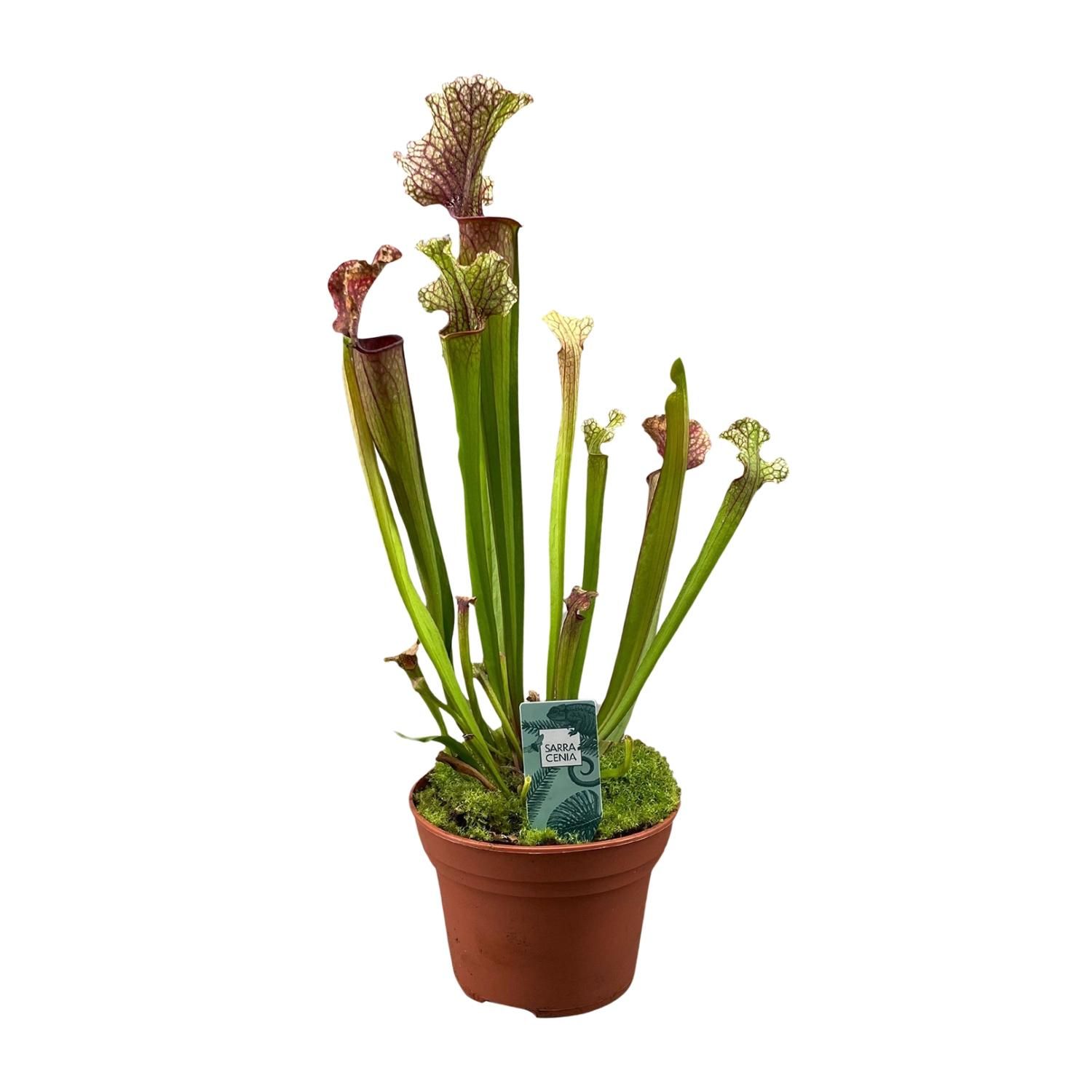 Exotische Sarracenia Judith Hindle Pflanze