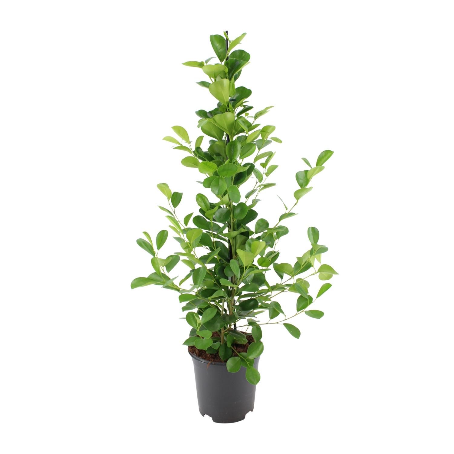 Ficus Microcarpa Moclame Zimmerpflanze