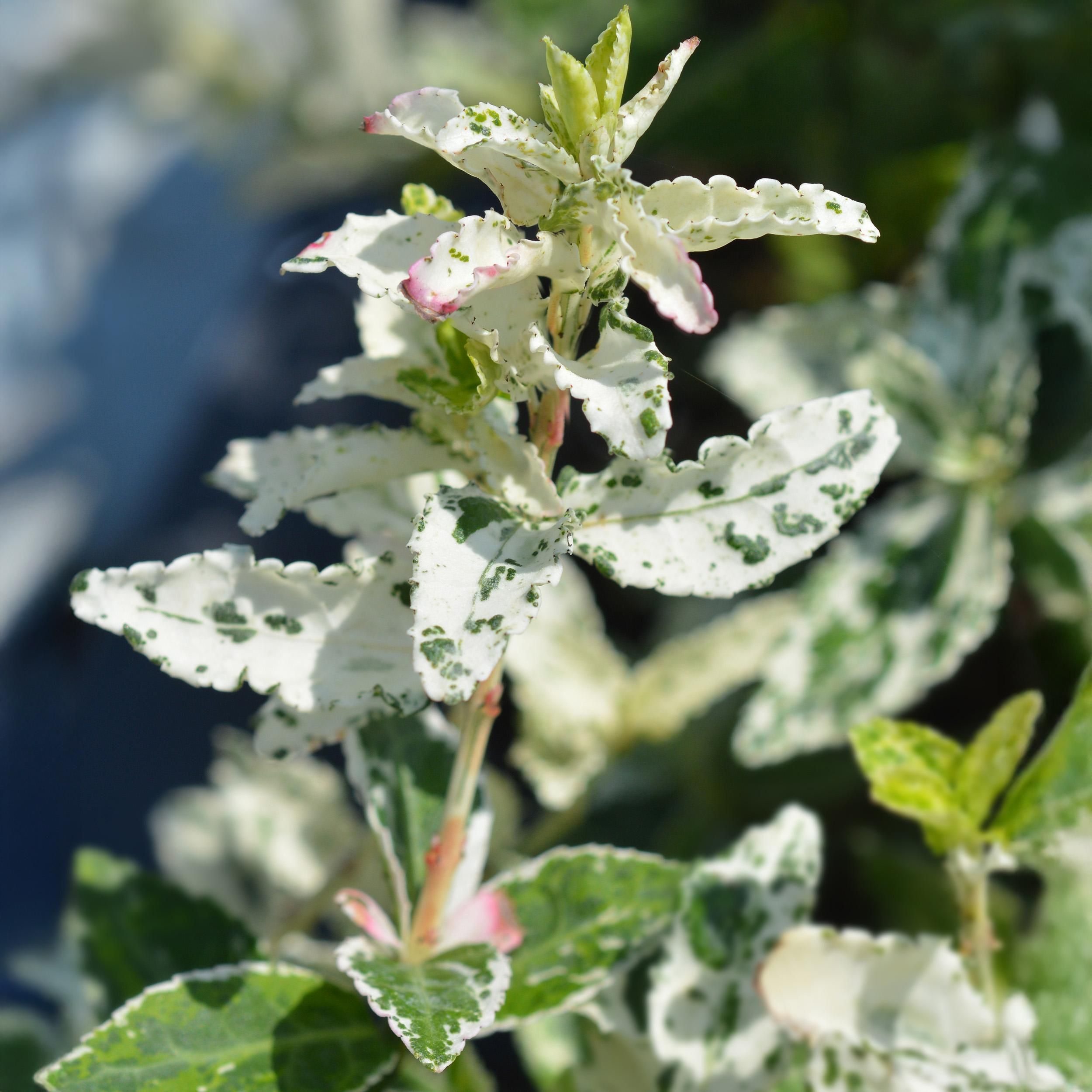 Euonymus fortunei Harlequin – Stamm-Pflanze | Immergrün | Wenig Pflege – Topf 19cm, 90cm Hoch